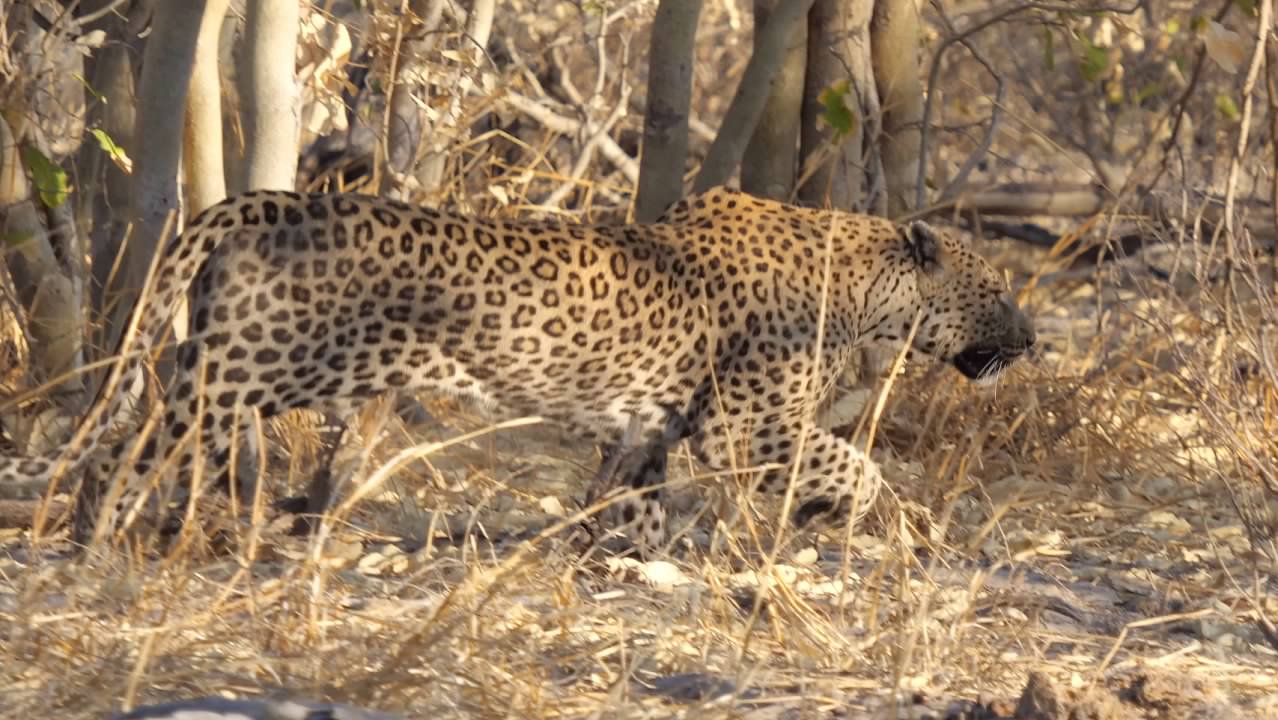 Male leopard