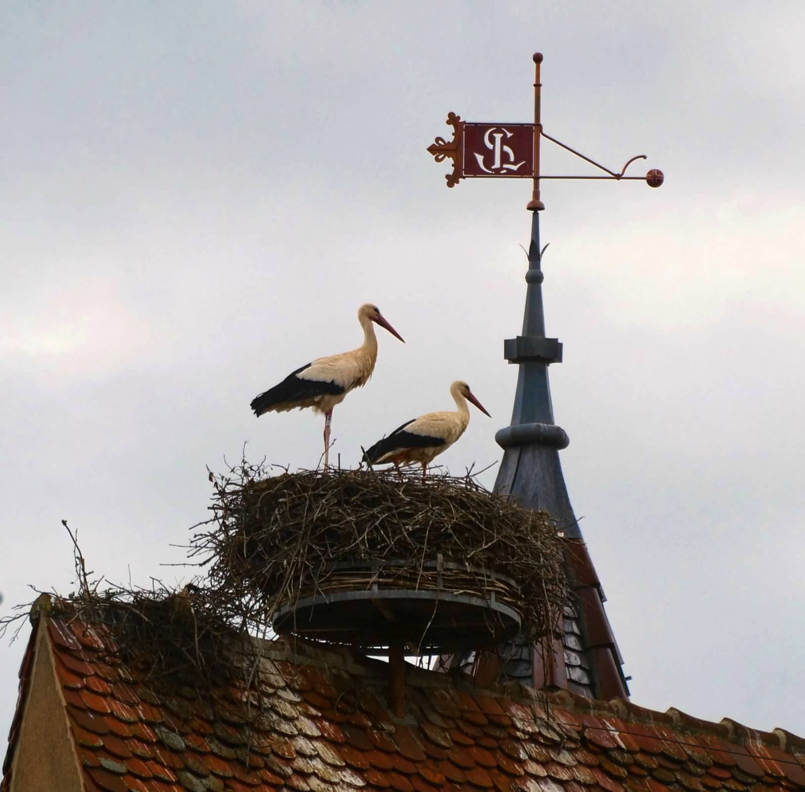 Storks