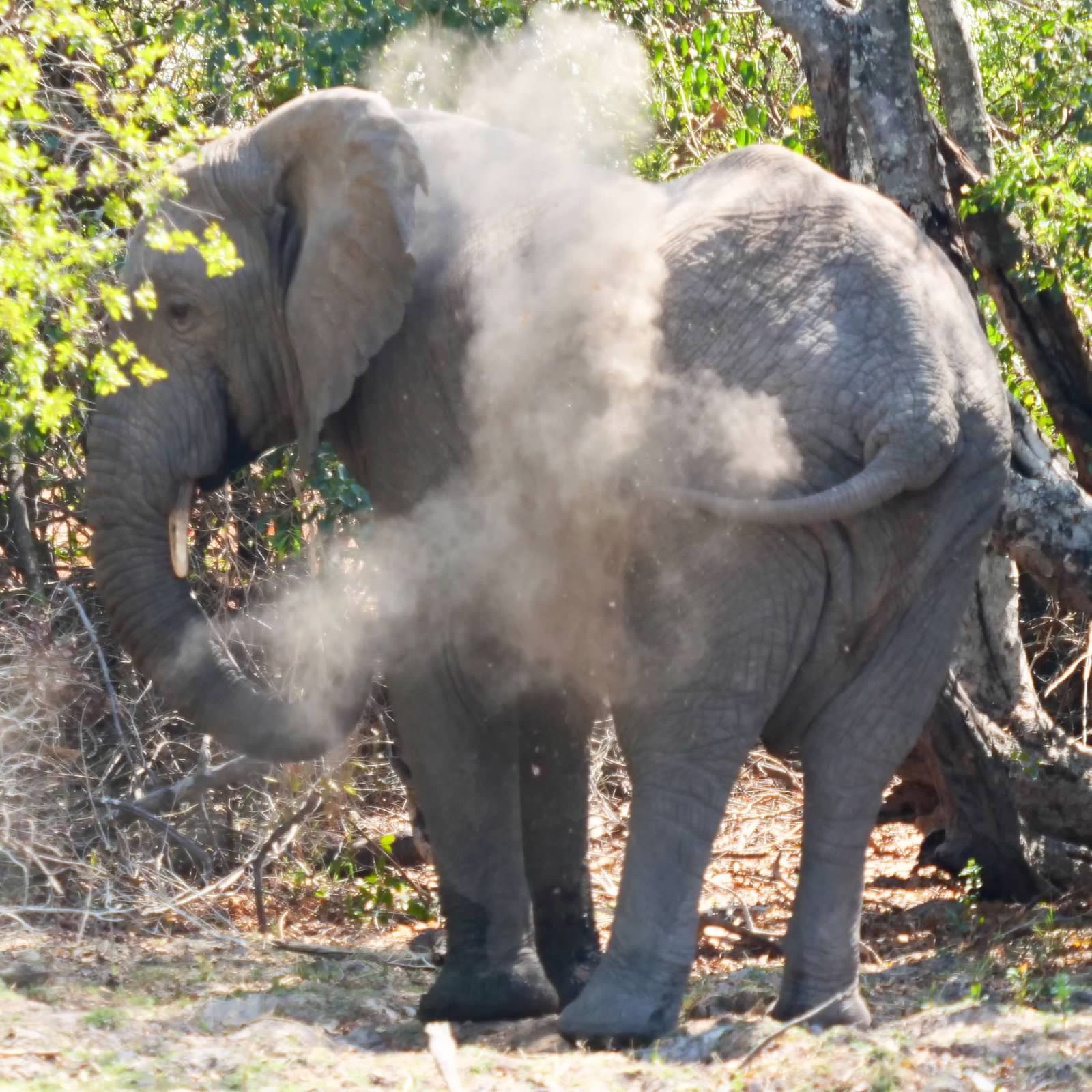 Elephant dusting itself