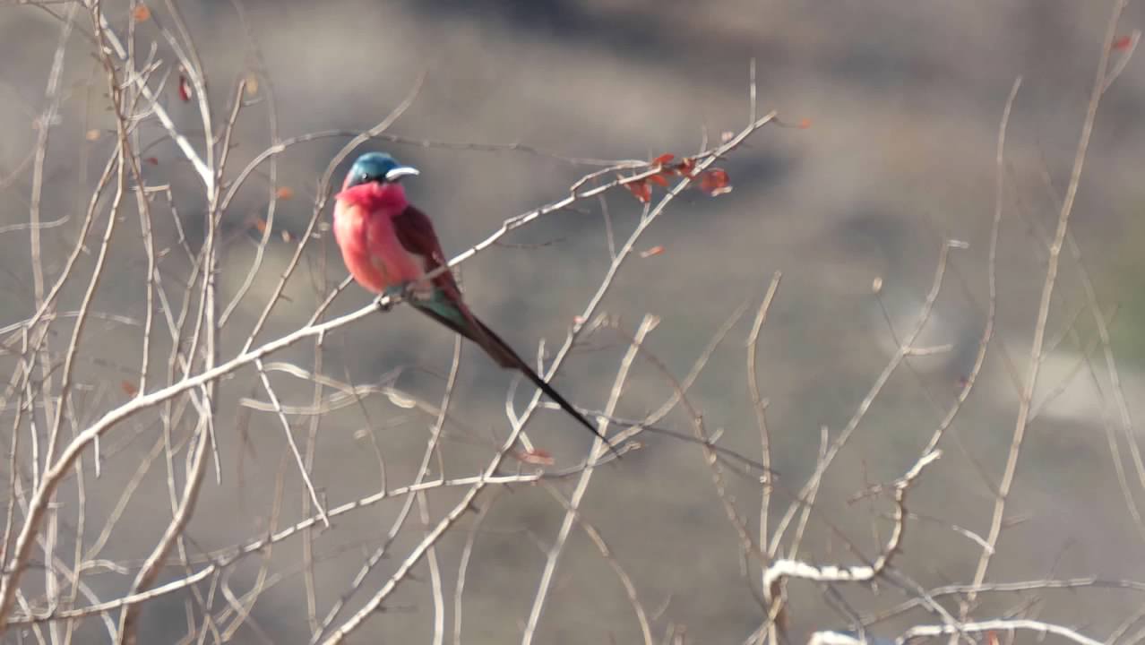 Southern Carmine Bee-eater