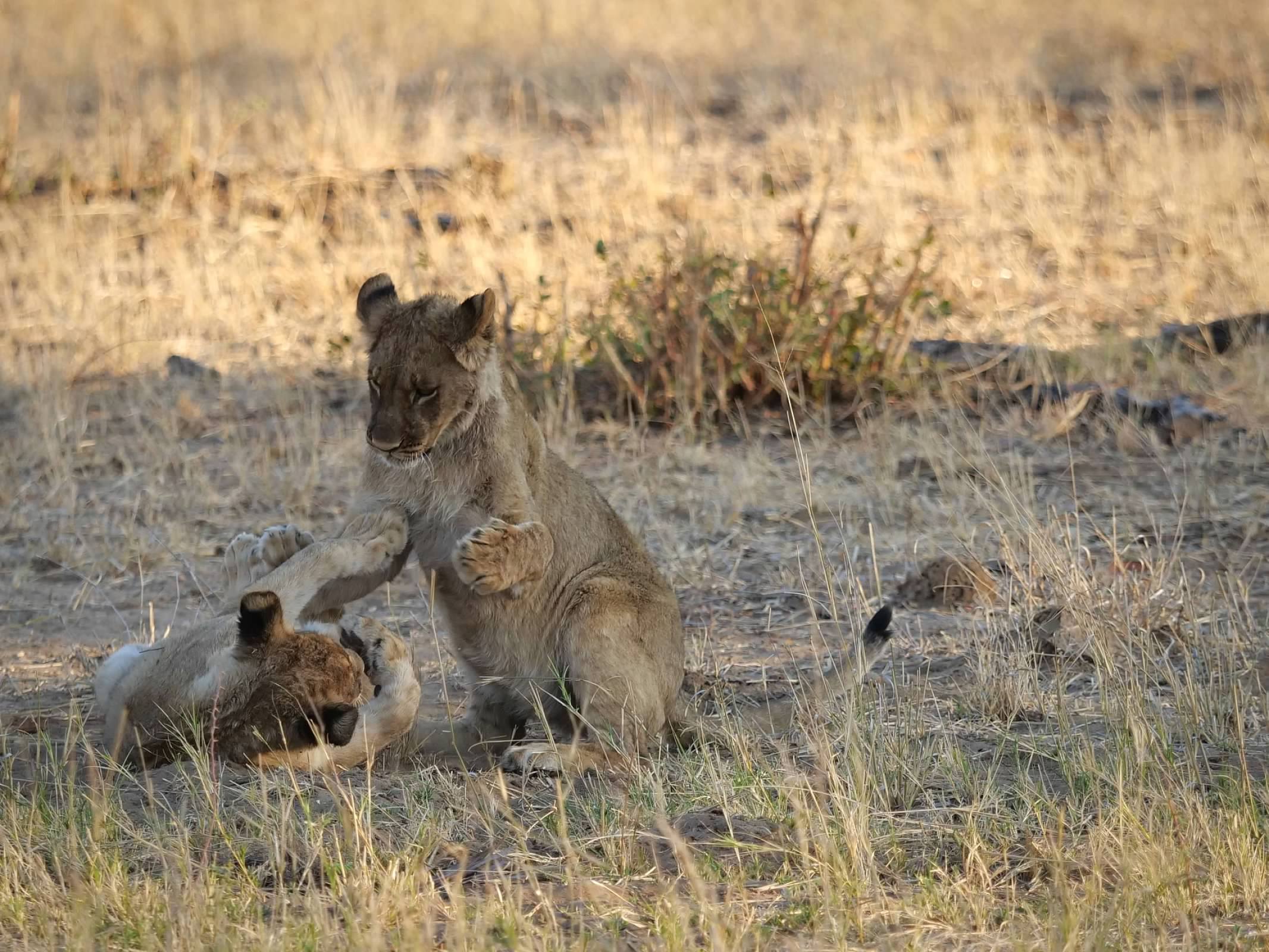 Lion cubs playing