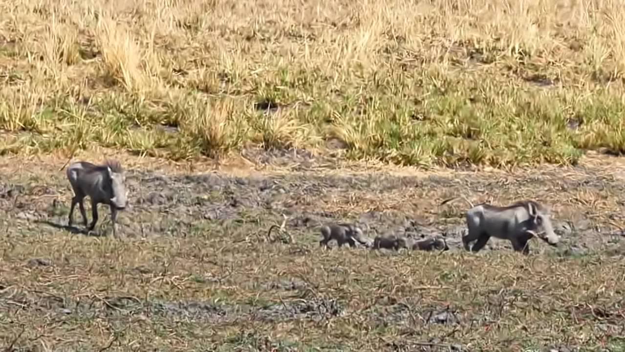 Warthogs with piglets
