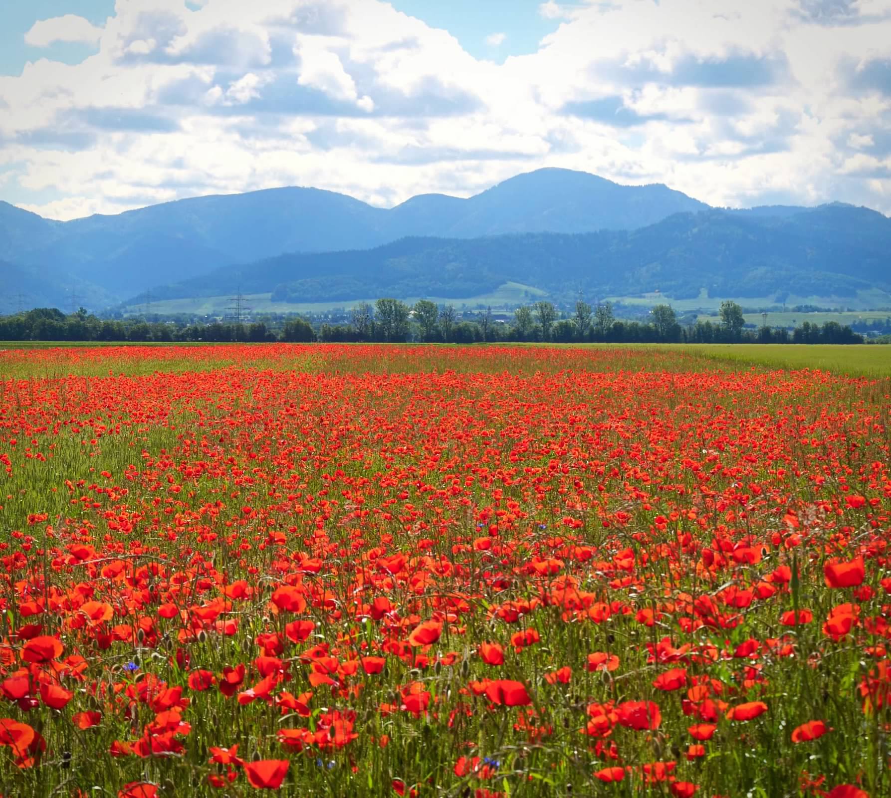 Poppies