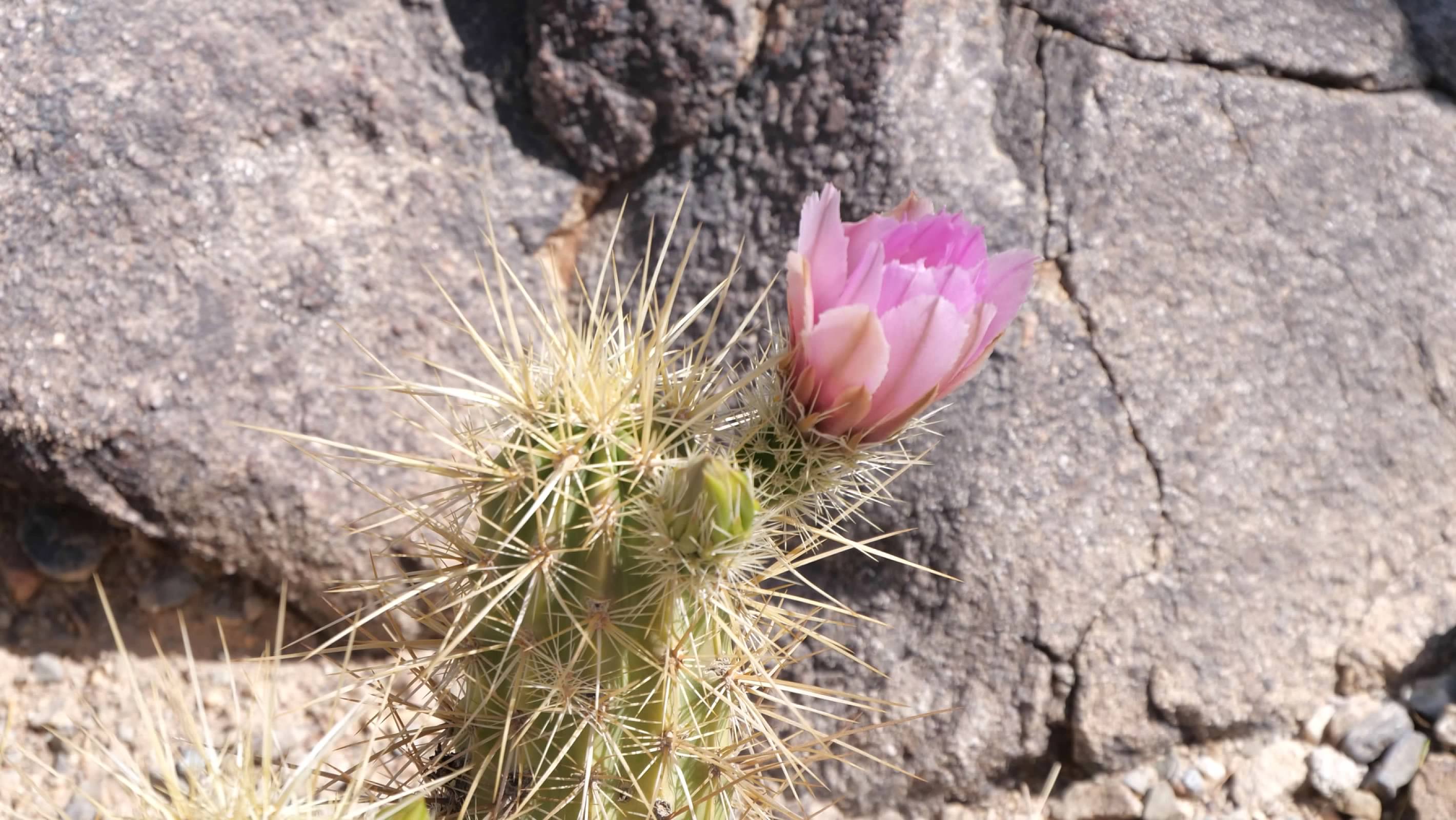 Flowering cactus