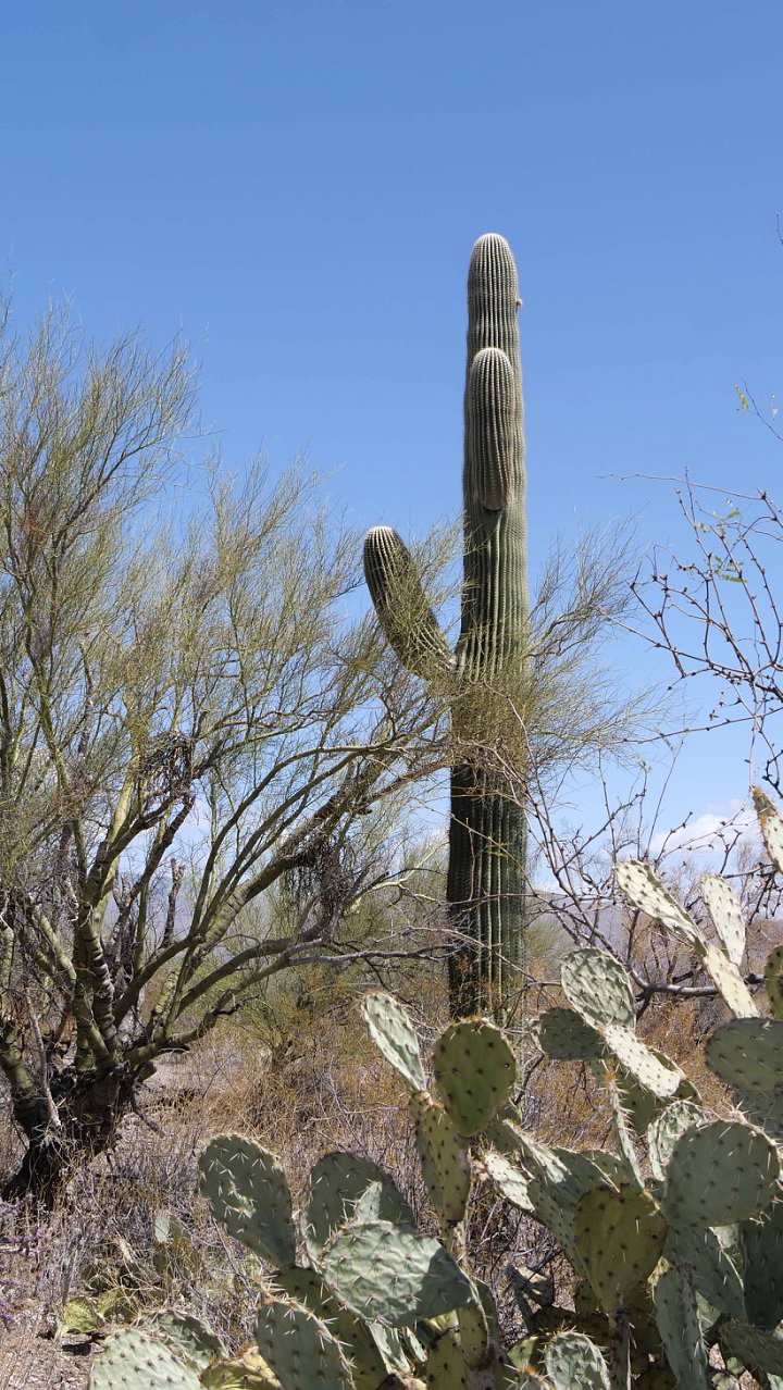 Saguaro and prickly pear