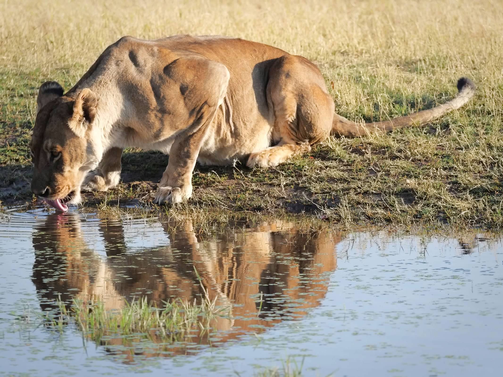 Lion drinking