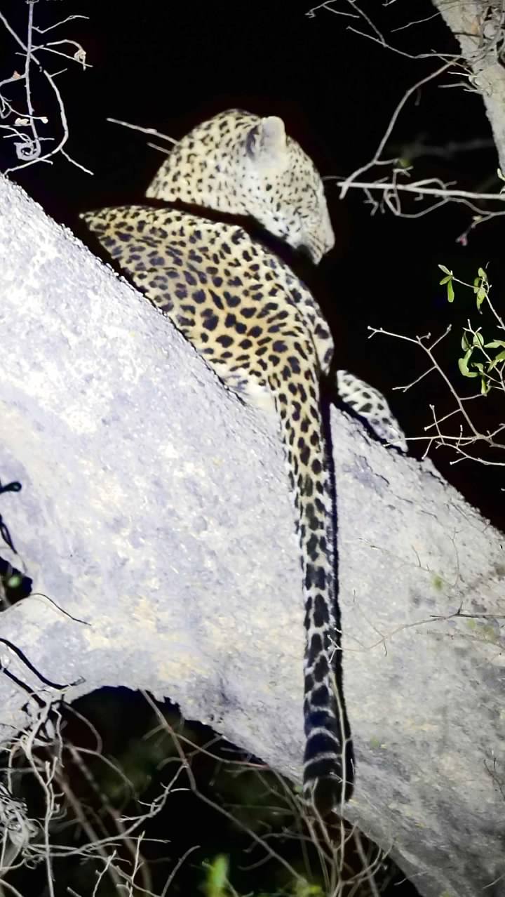 Leopard in tree