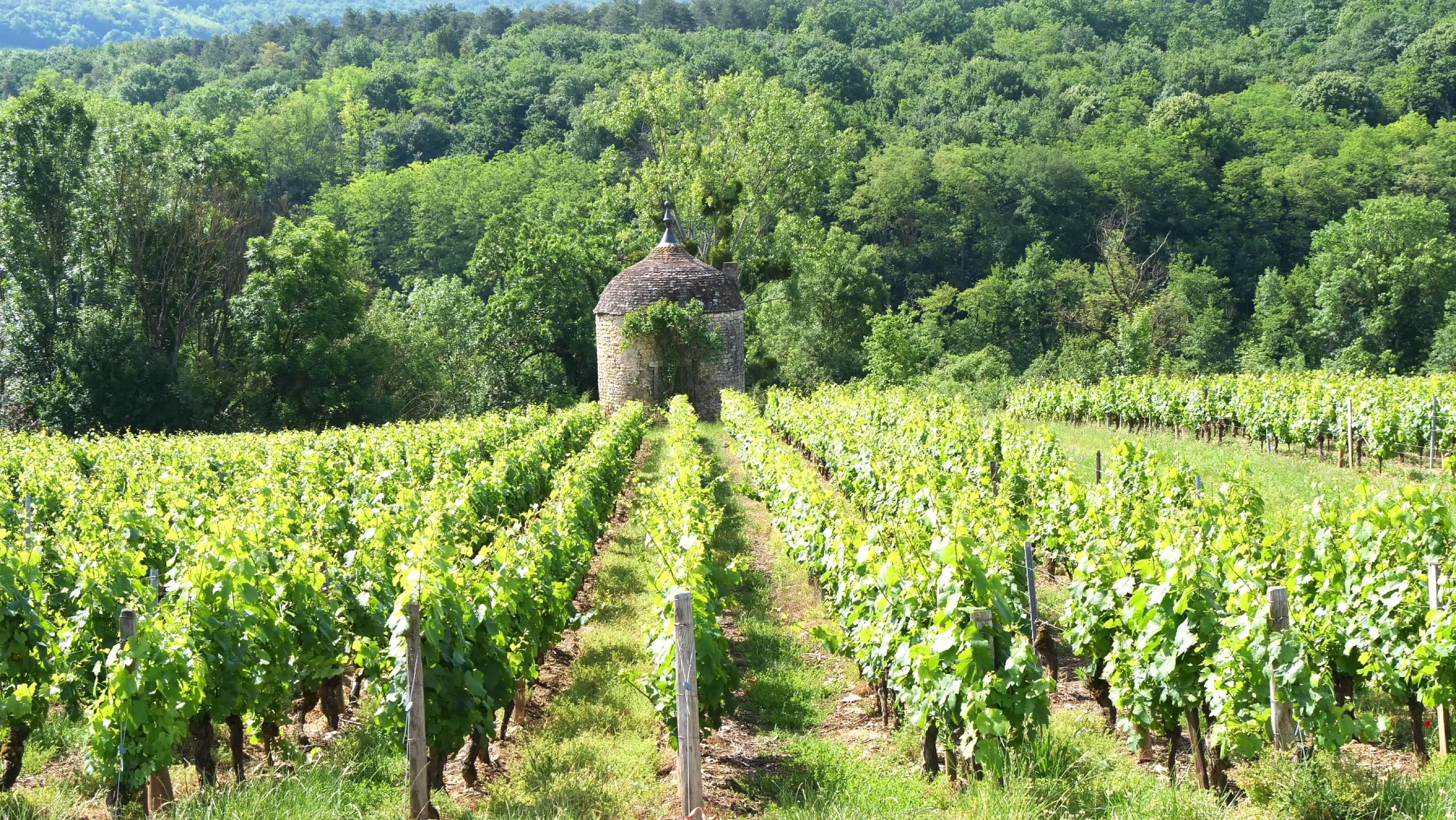 Vineyard near Fissy