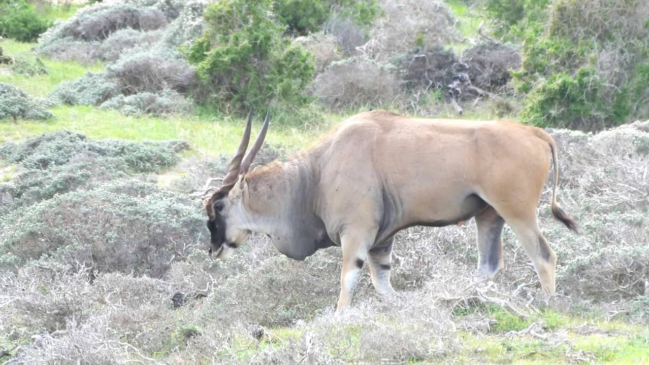 Eland