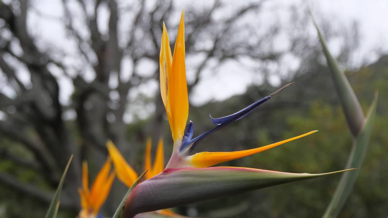 Kirstenbosch National Botanical Gardens
