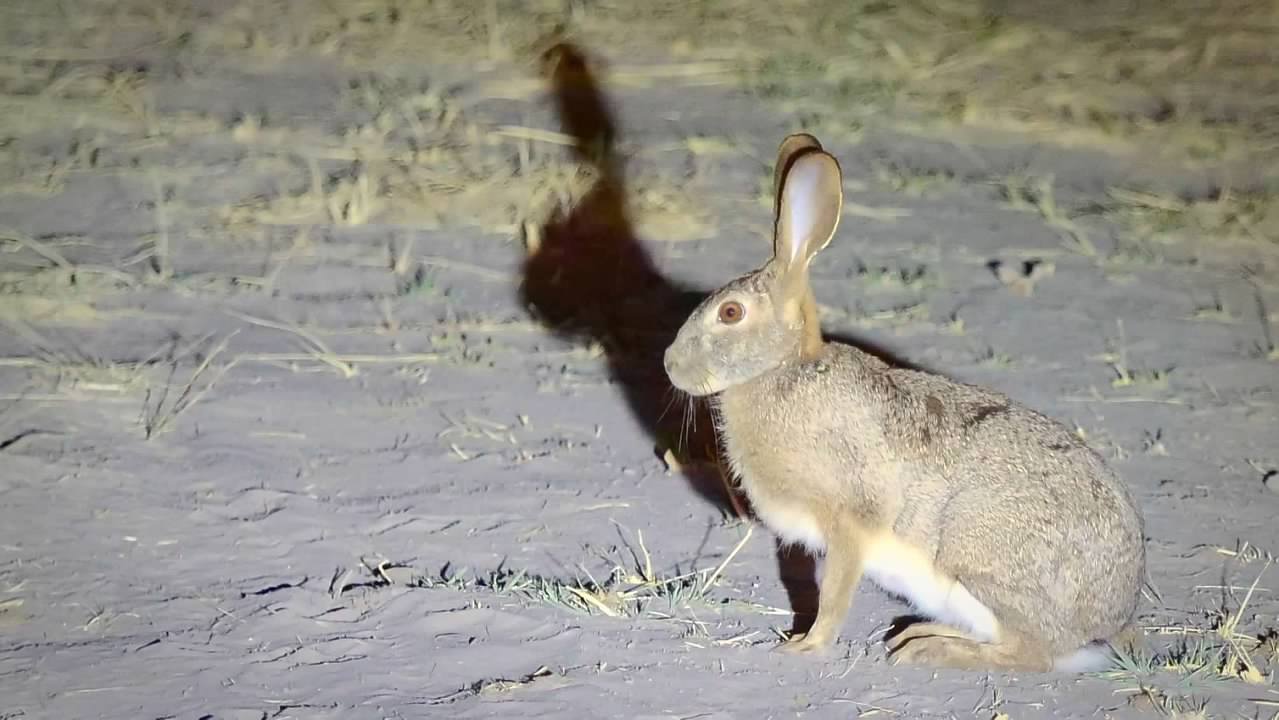Scrub Hare
