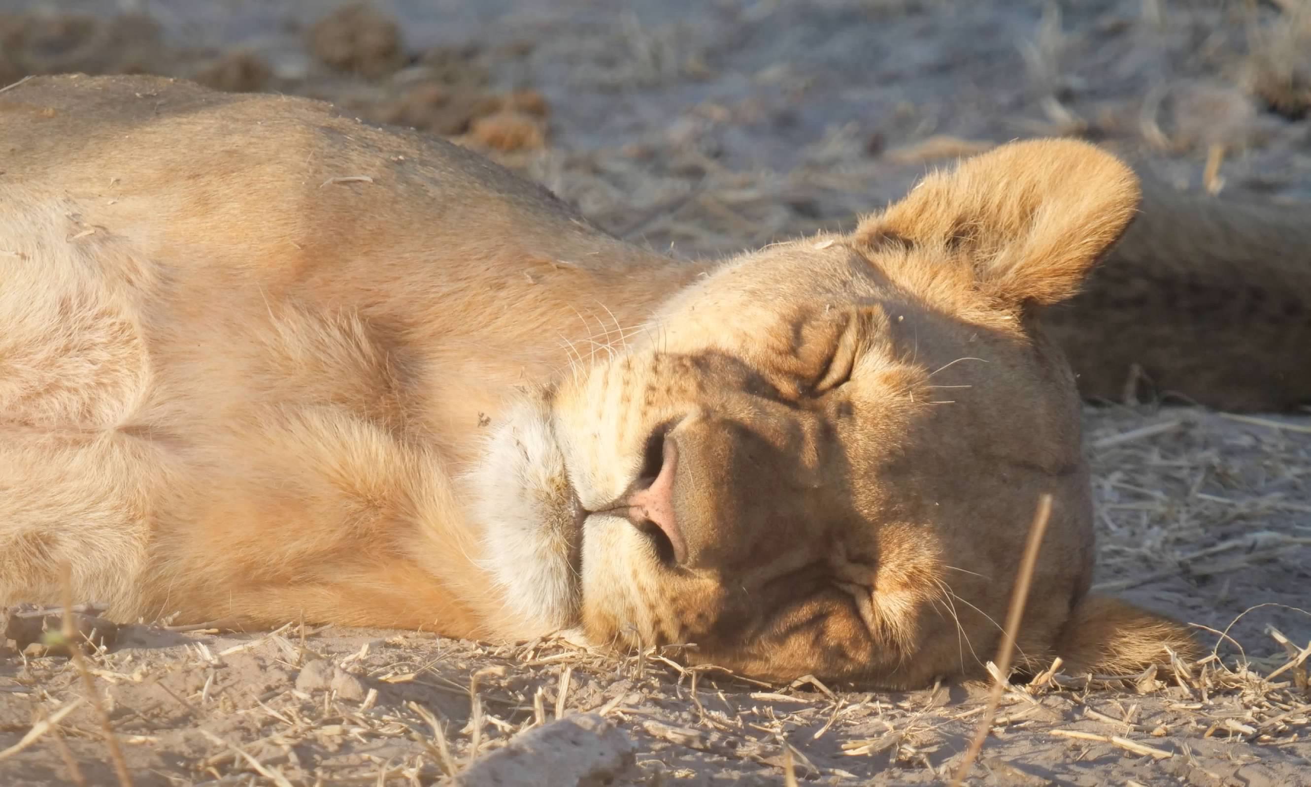 Sleeping lioness