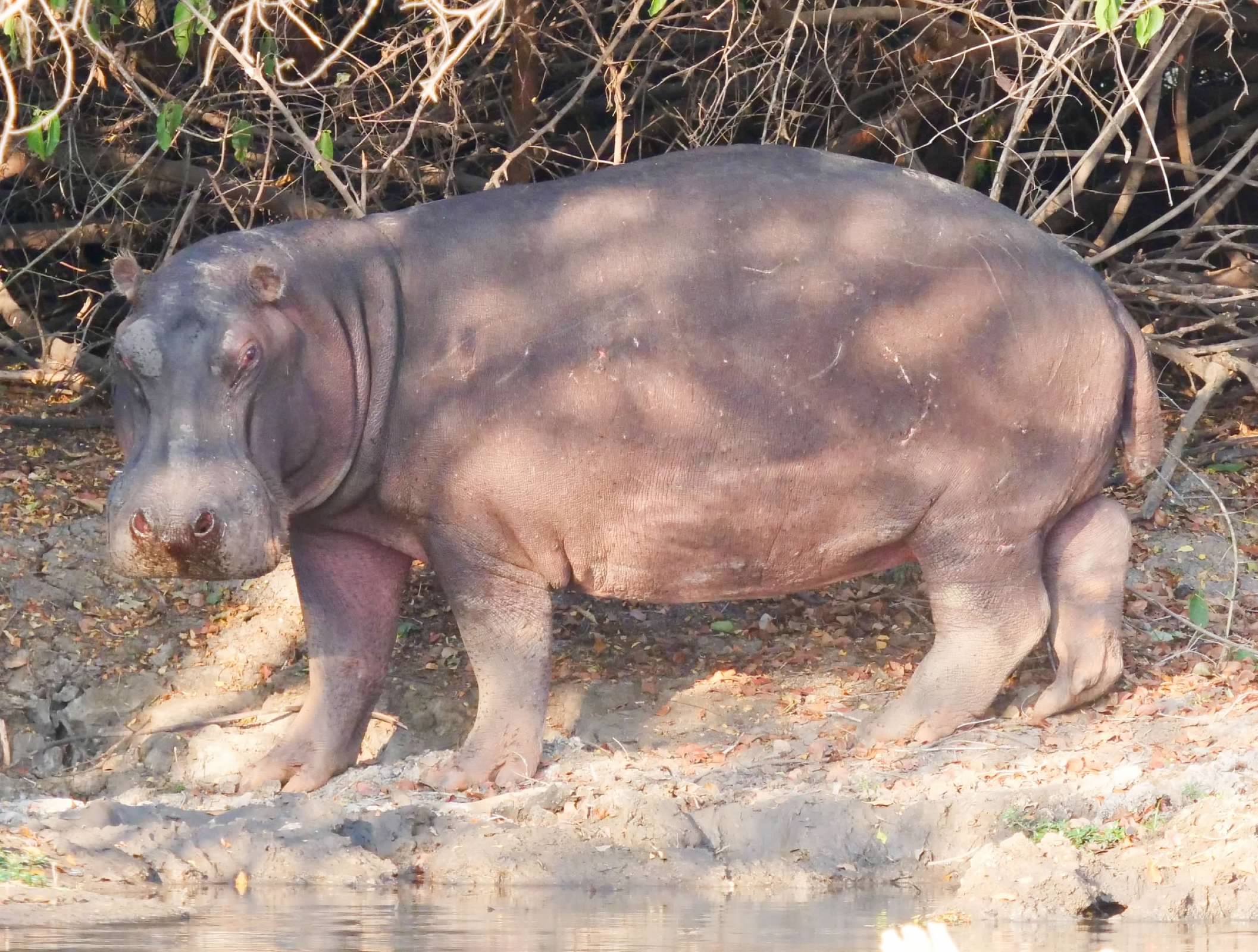 Hippo by the water
