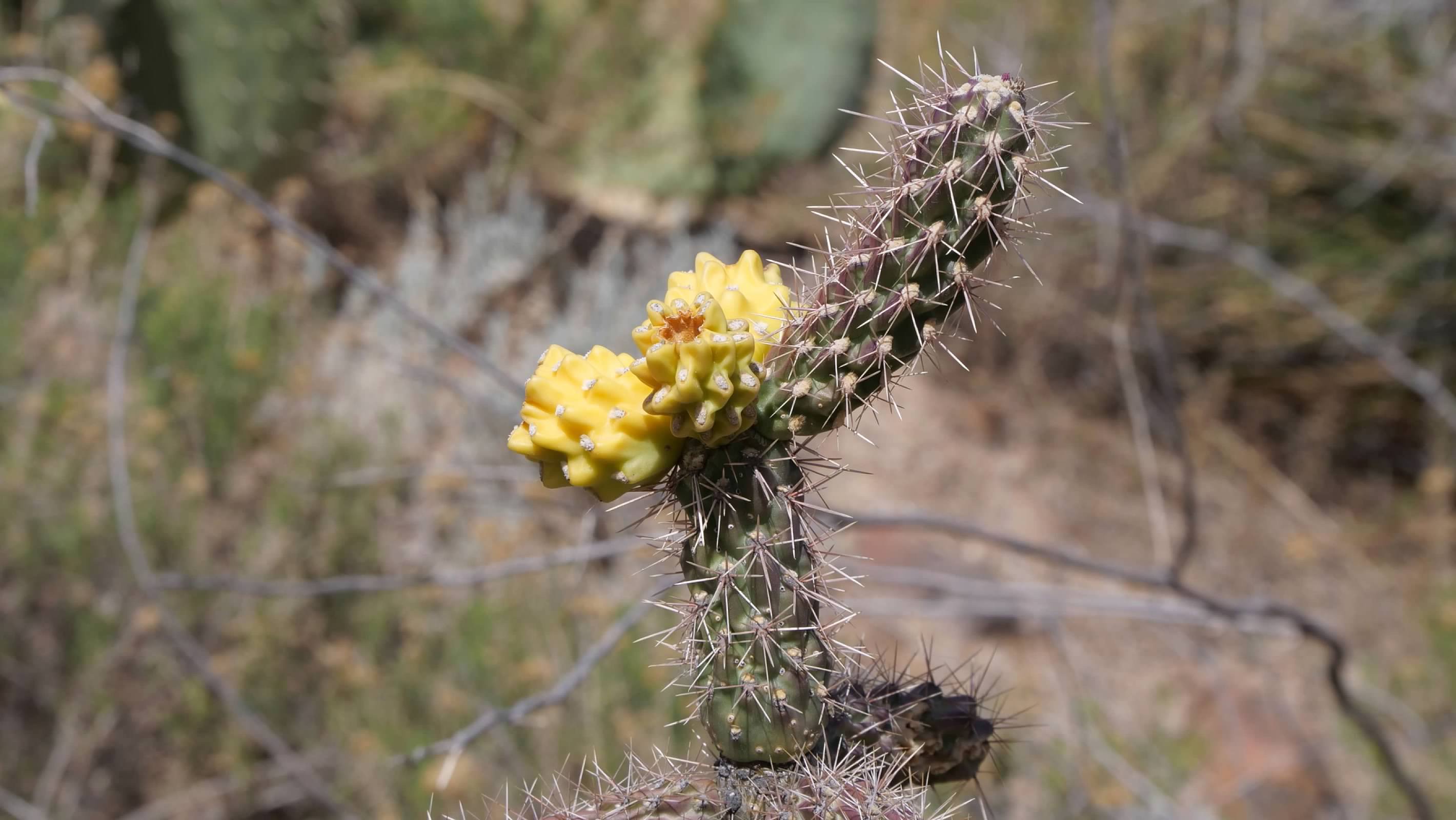 Flowering Cactus