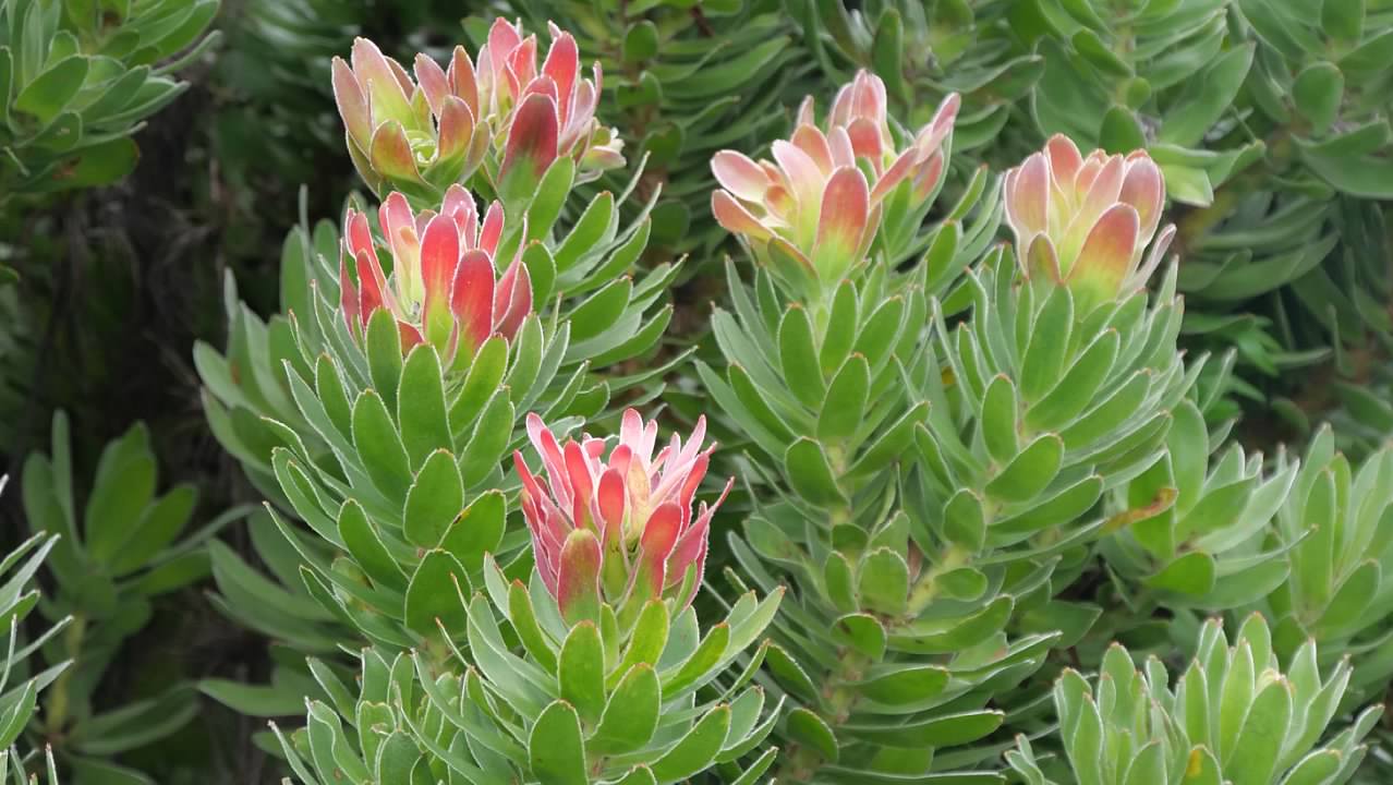 Kirstenbosch National Botanical Gardens