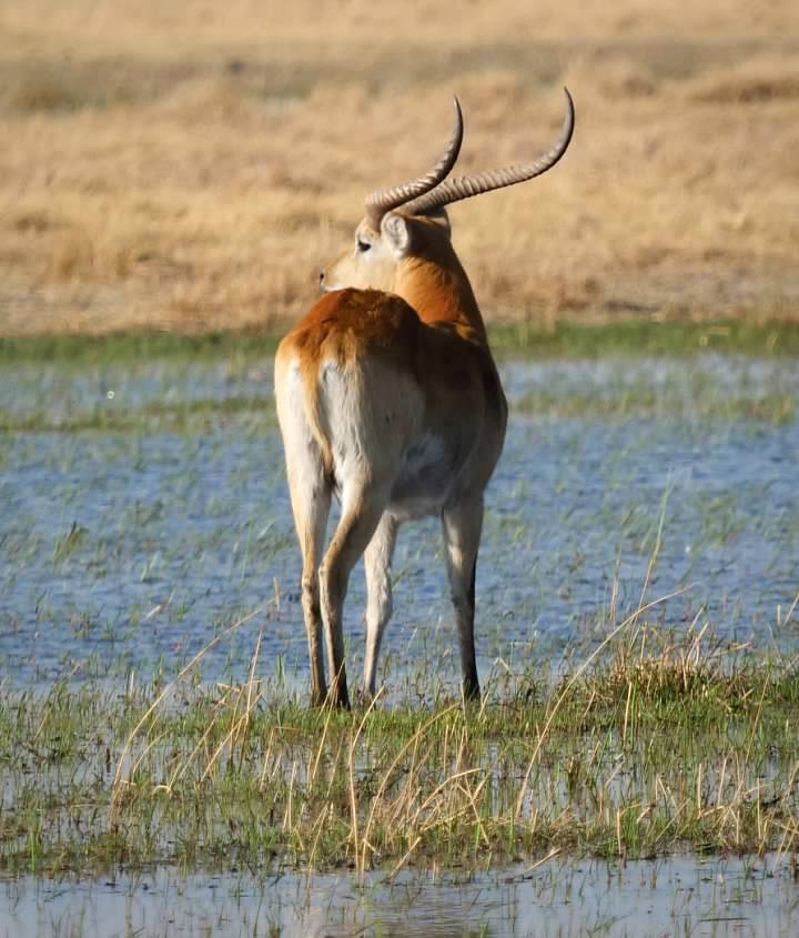 Lechwe