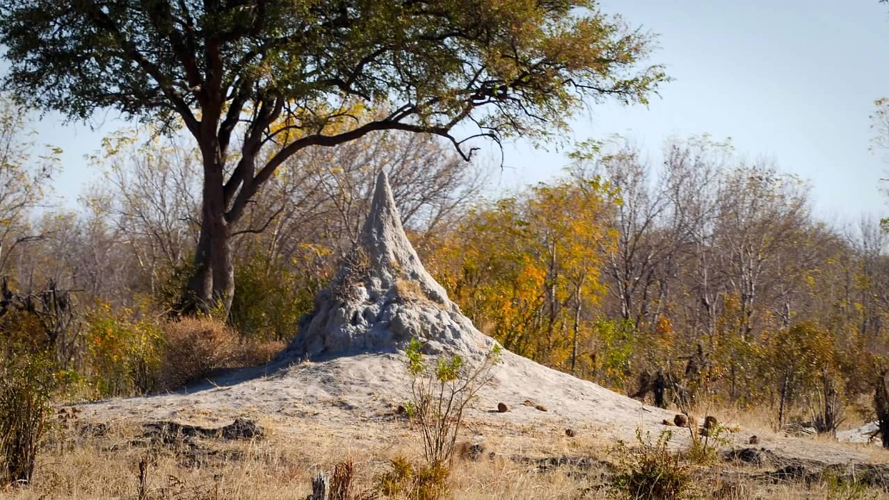 Termite mound