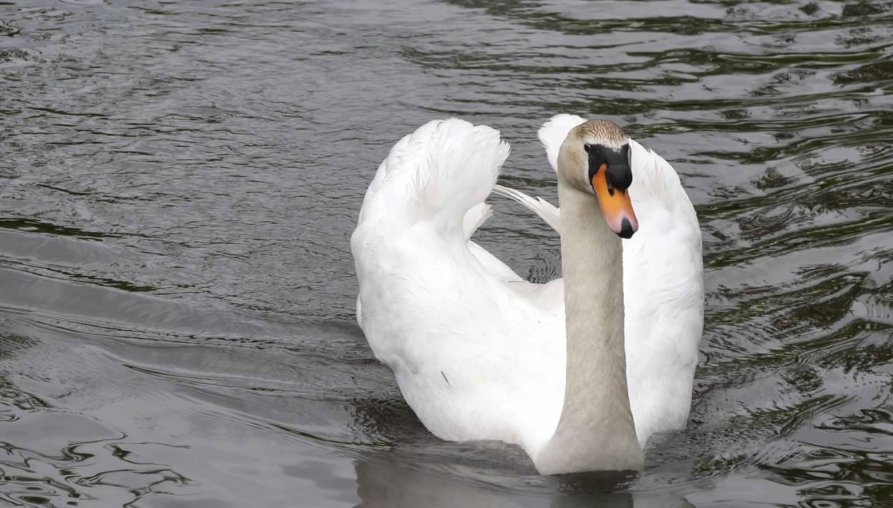 Swan