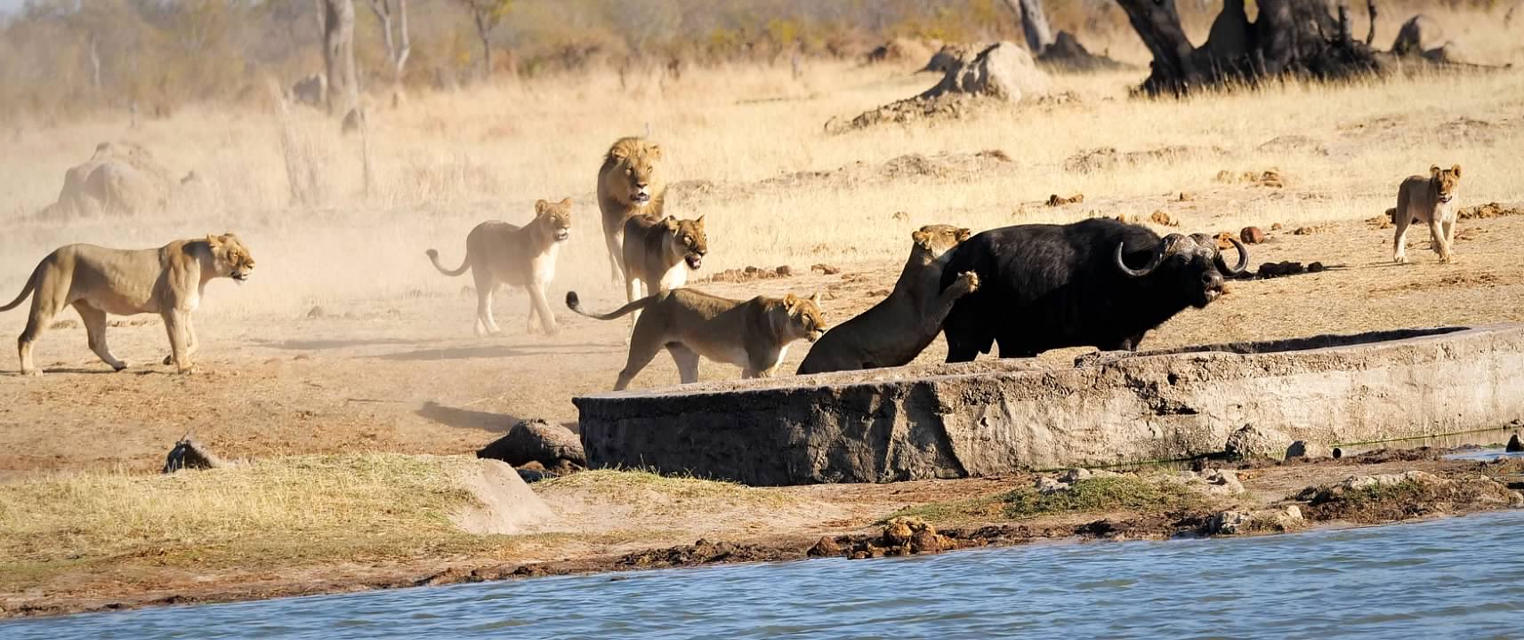 Lion hunting a Buffalo