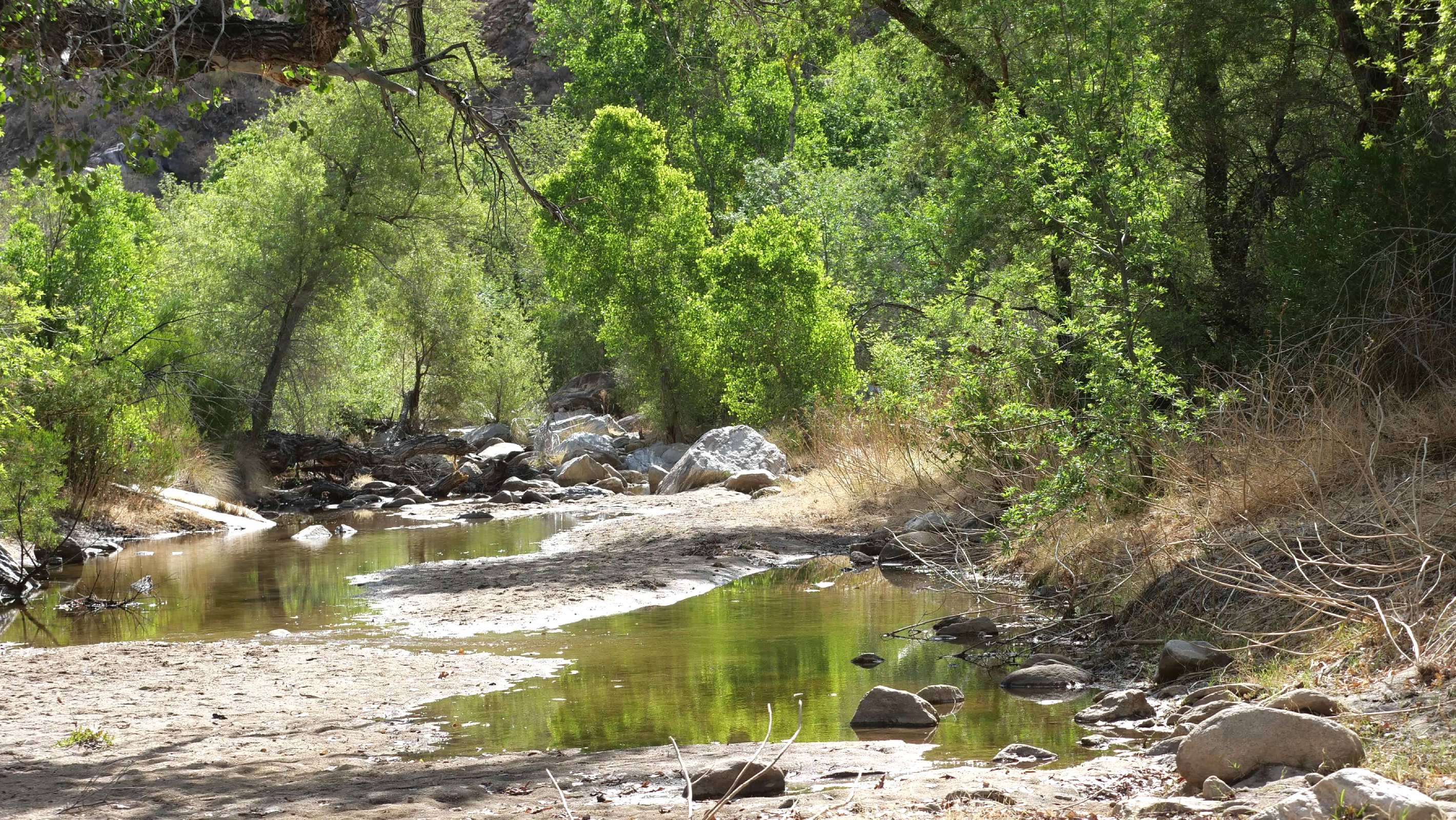 Sabino Creek
