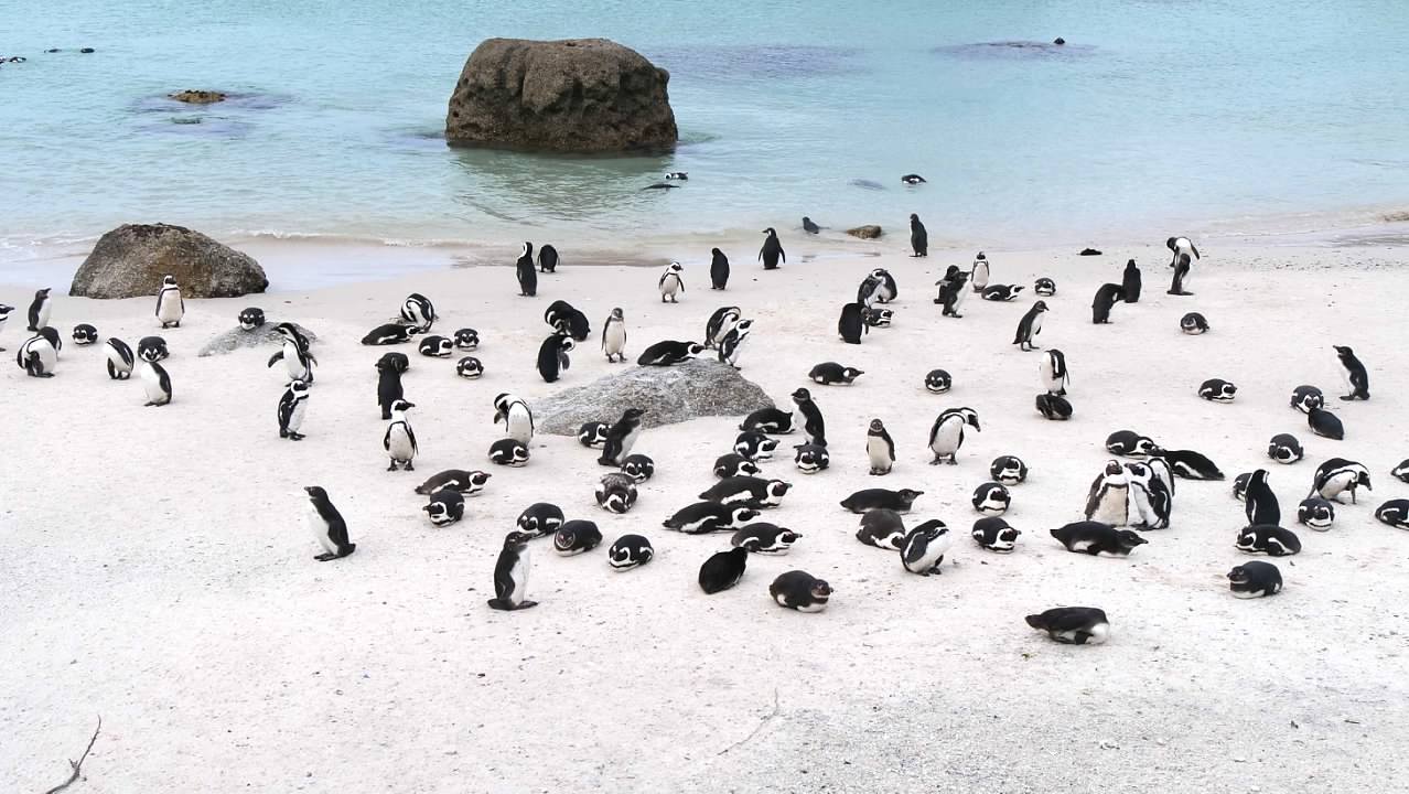 Penguins at Boulder Beach