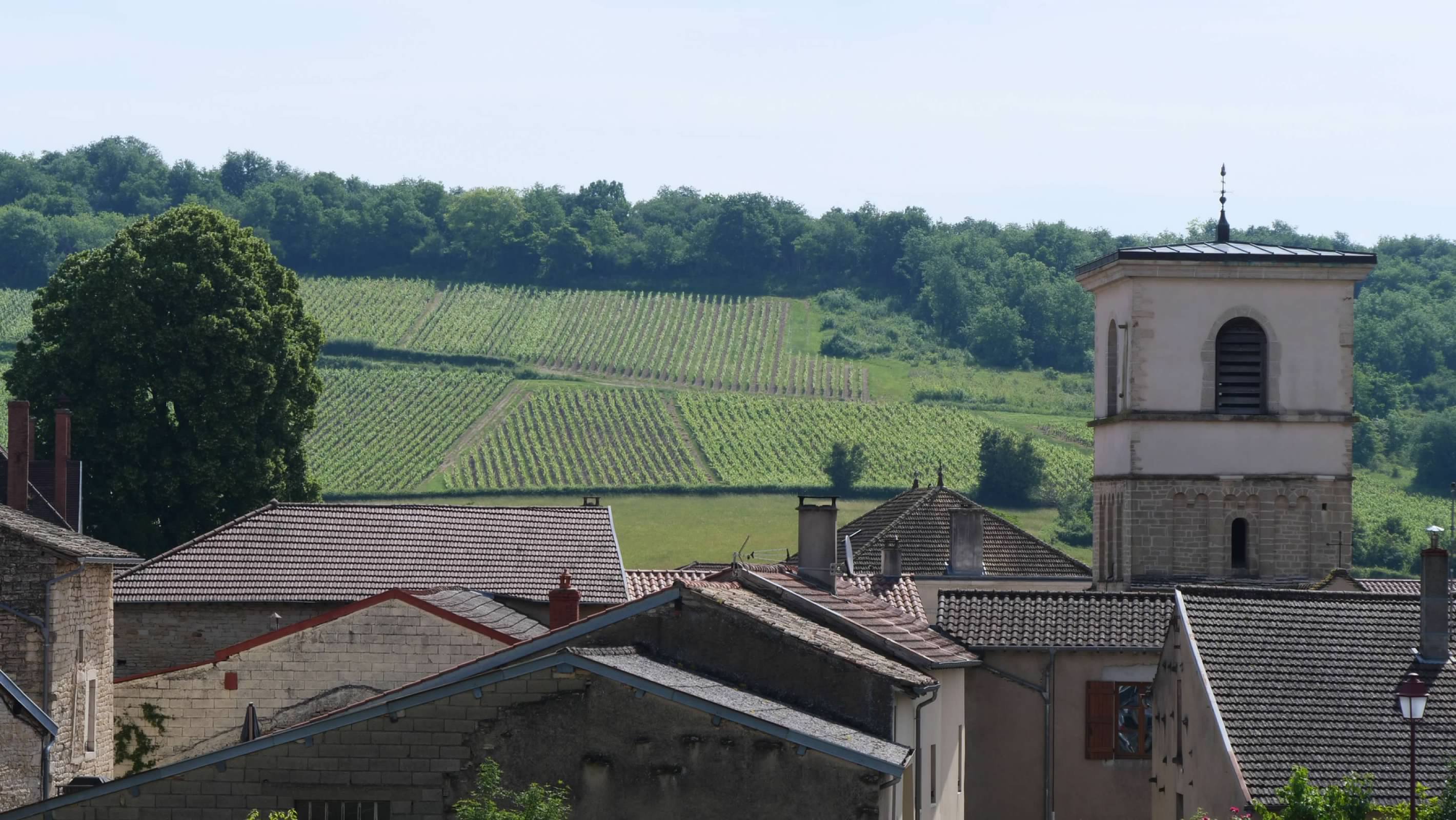 The vineyards of Chardonnay