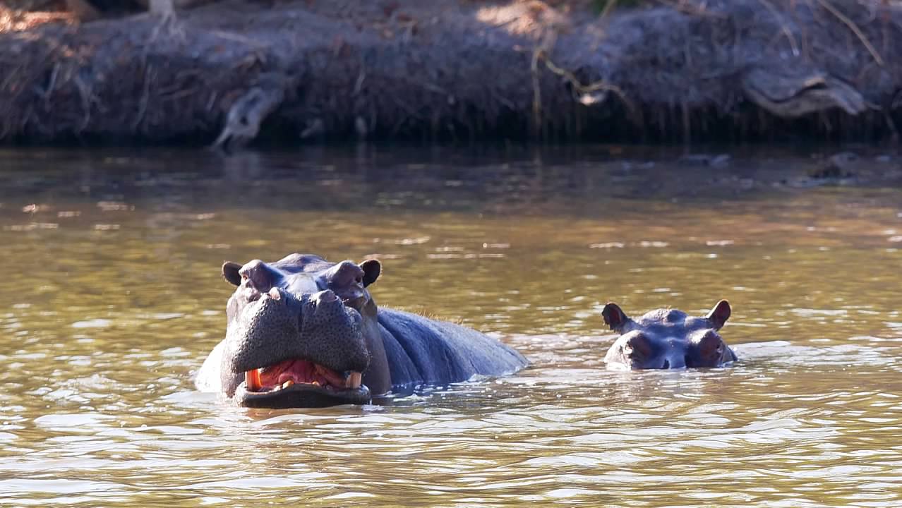 Hippos in the water