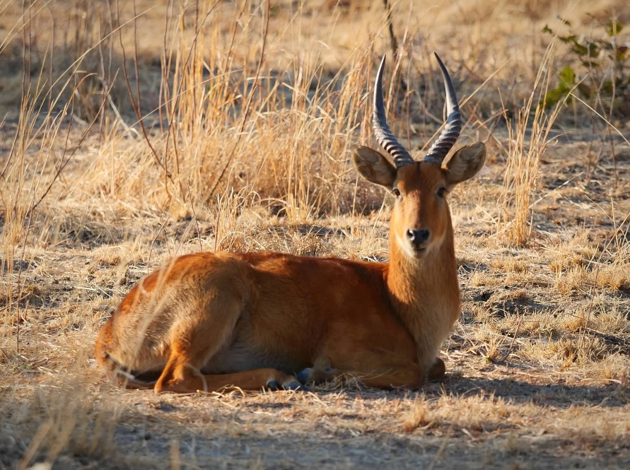 Male Puku