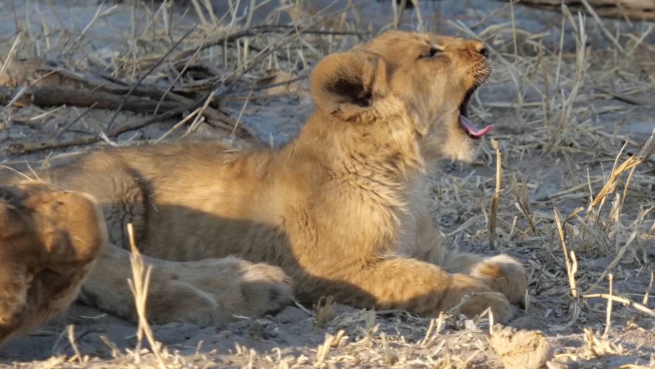 Yawning lion cub