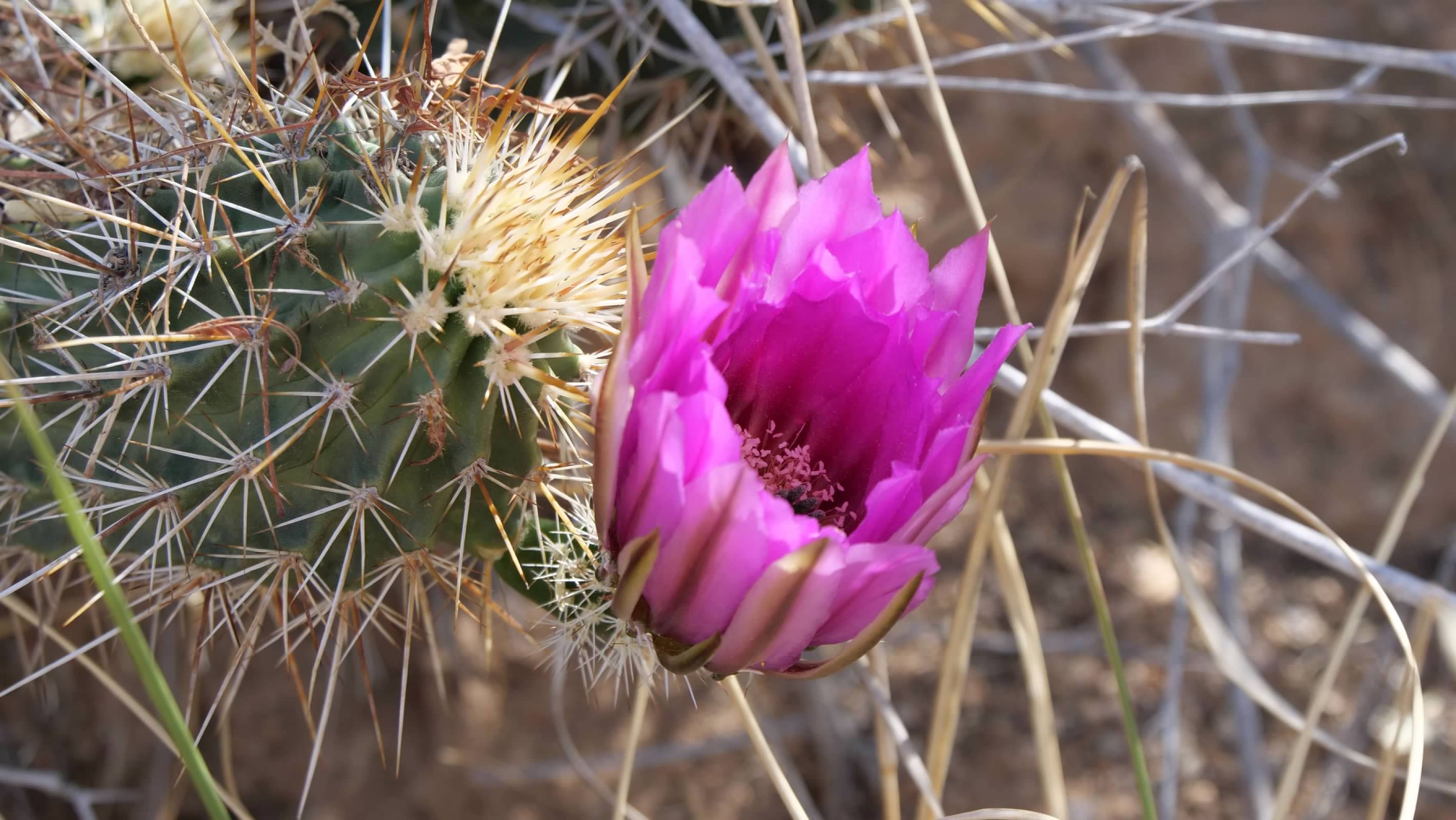 Flowering cactus