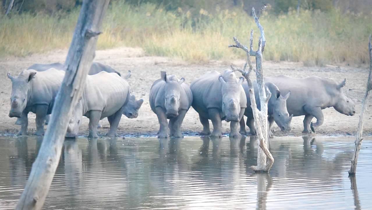 Rhinos drinking