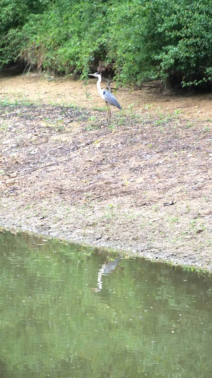 Heron on the Canal du Centre