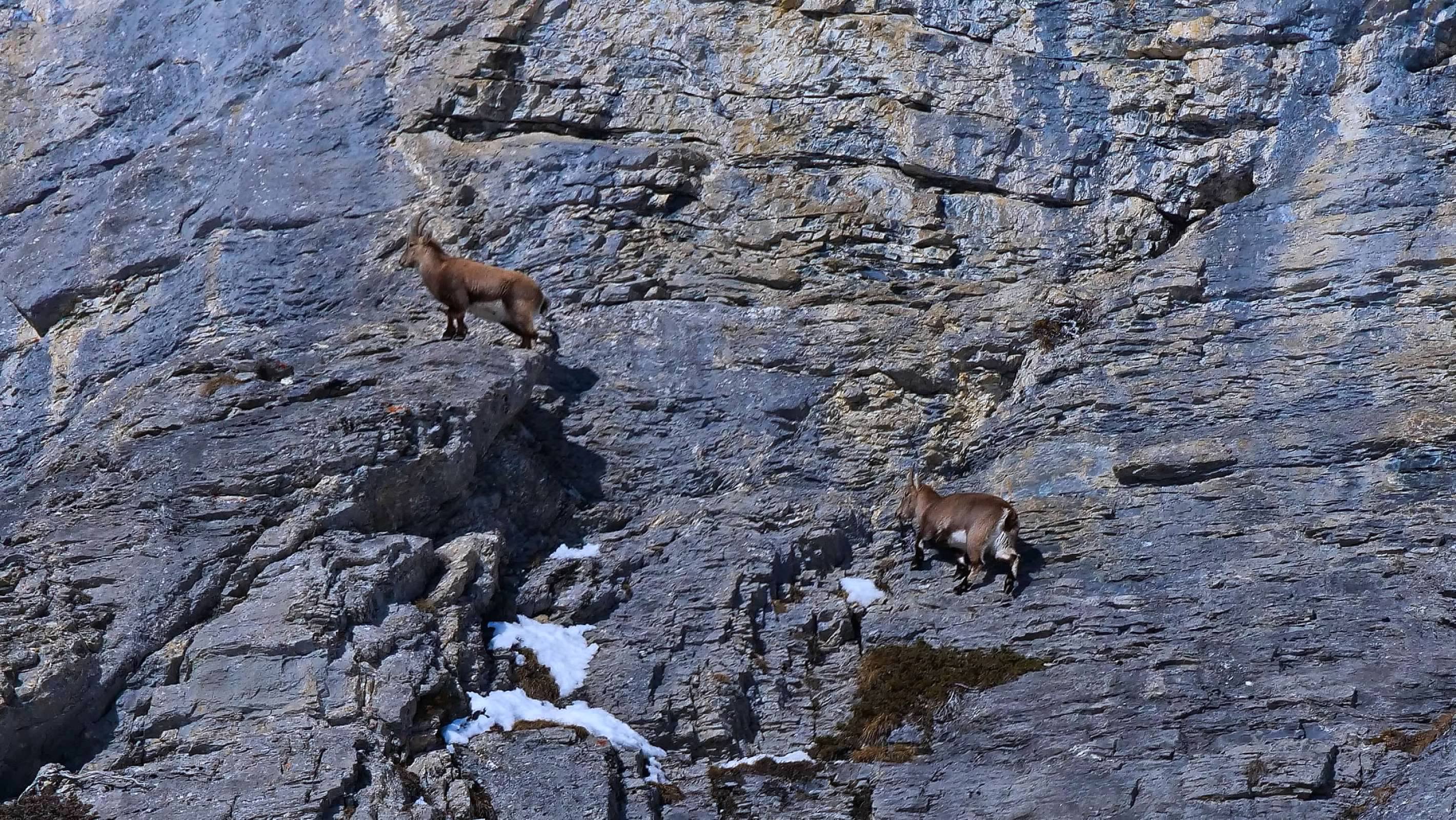 Chamois on a cliff