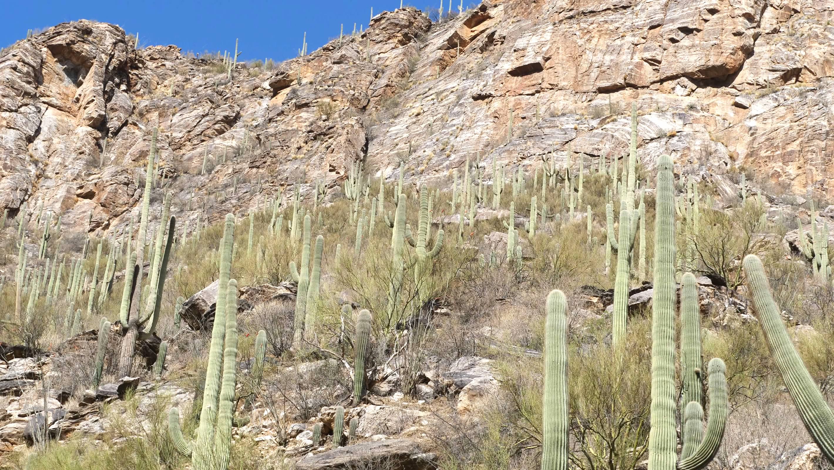 Saguaro at Sabino Canyon