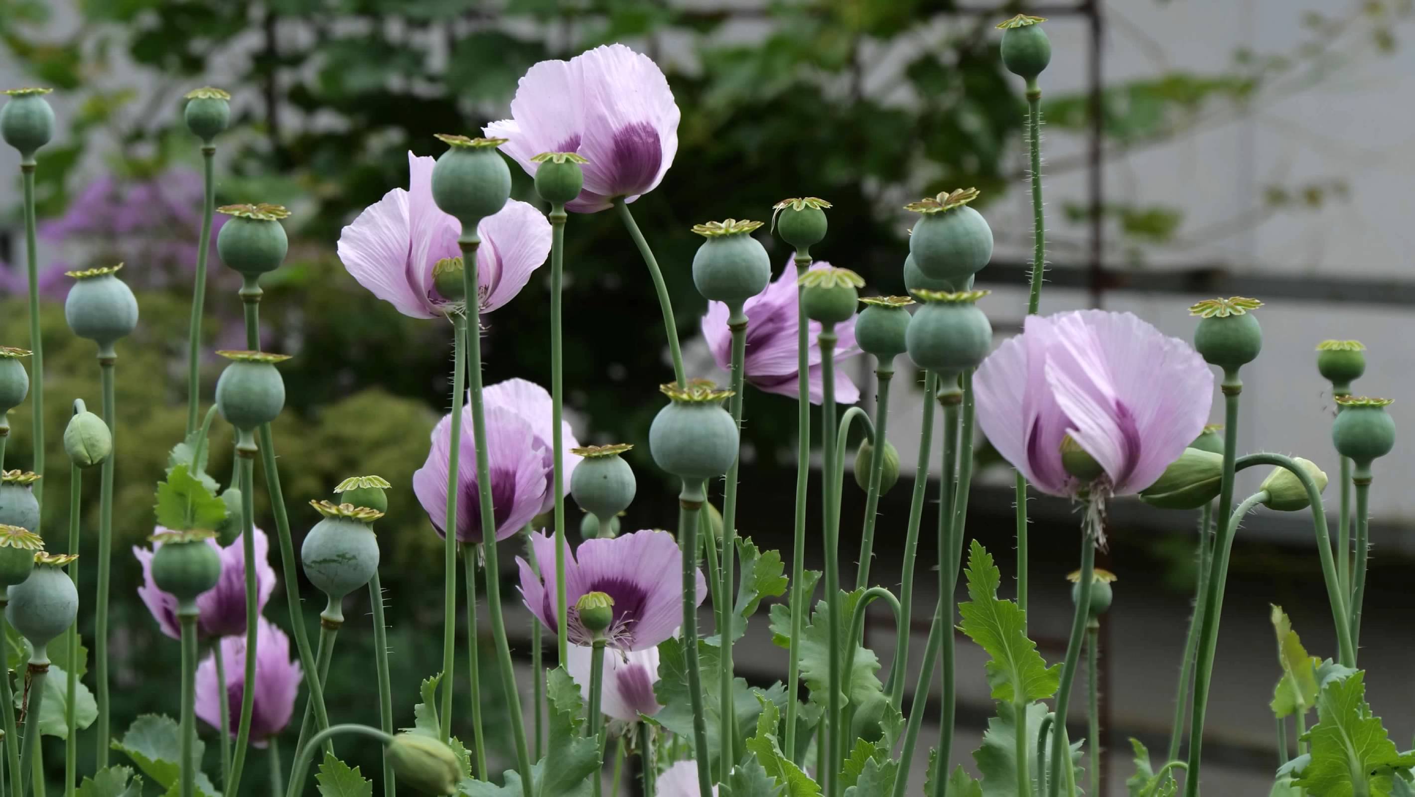 Pink/Purple poppies