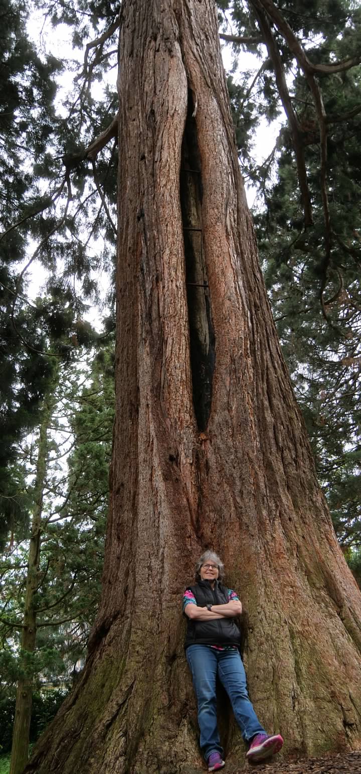 Sandy with a Sequoia