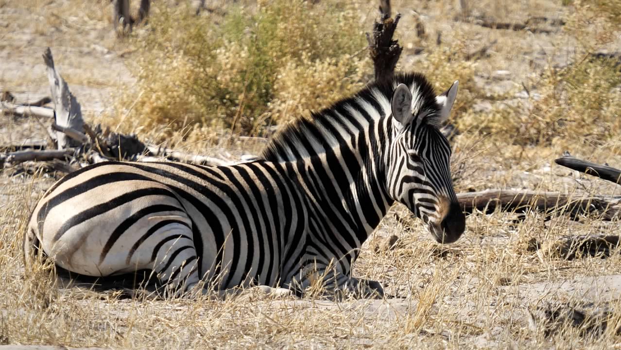 Resting zebra