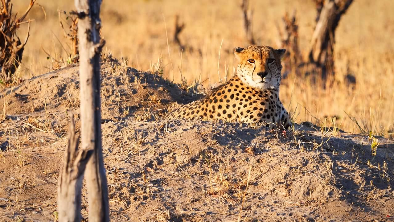 Cheetah