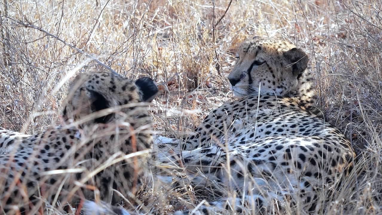 Cheetahs