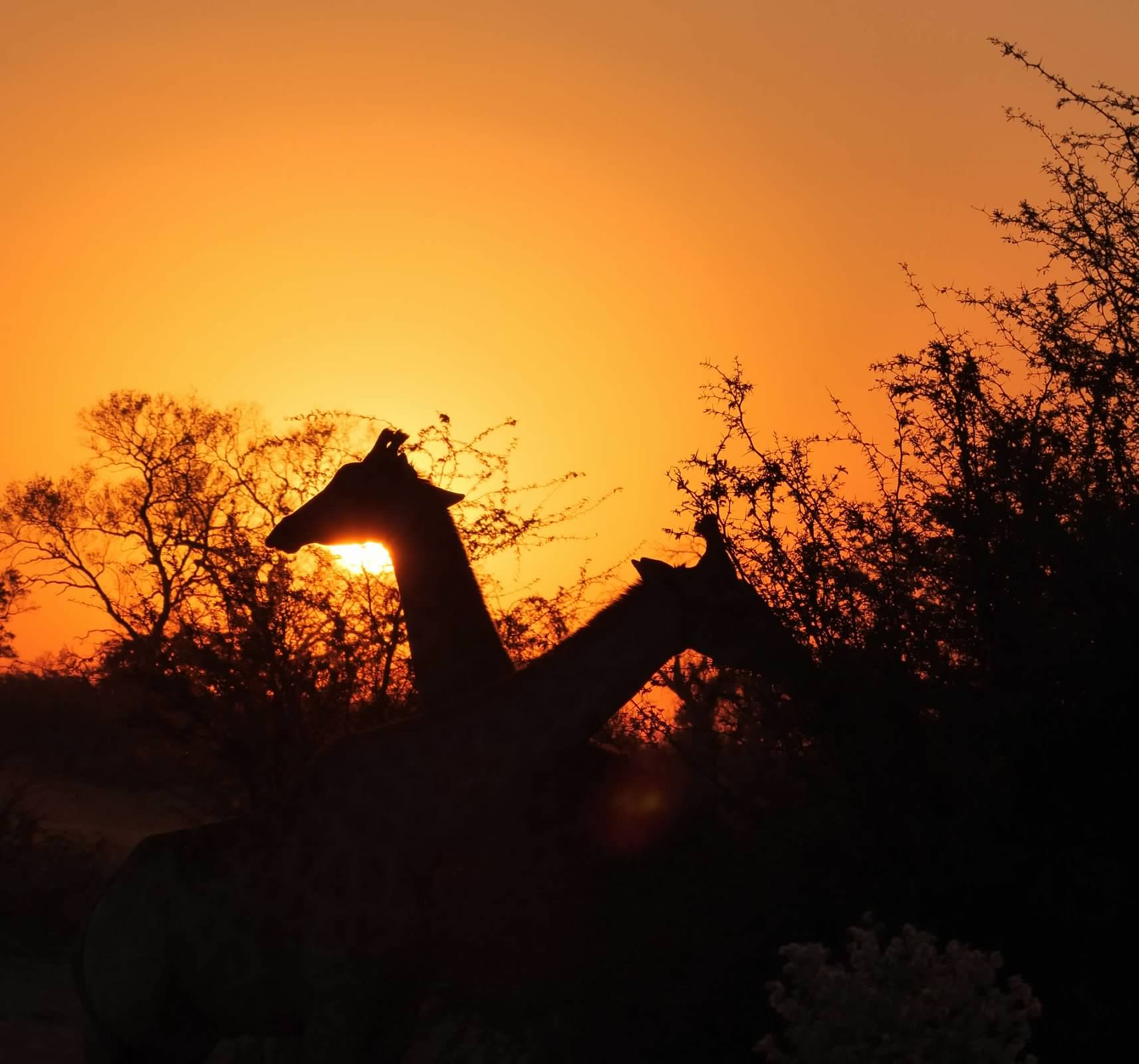 Giraffes at sunset