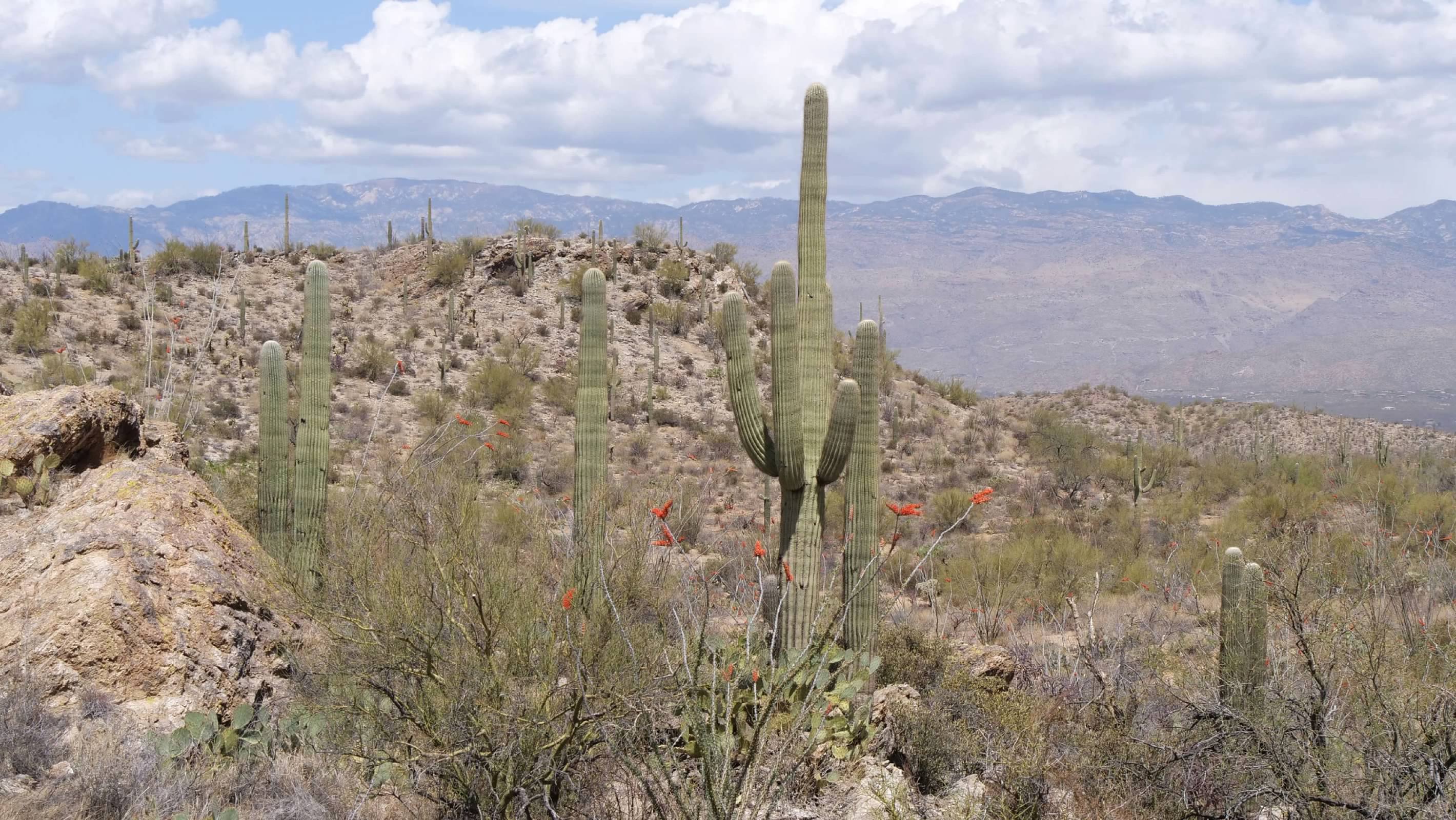 Saguaros
