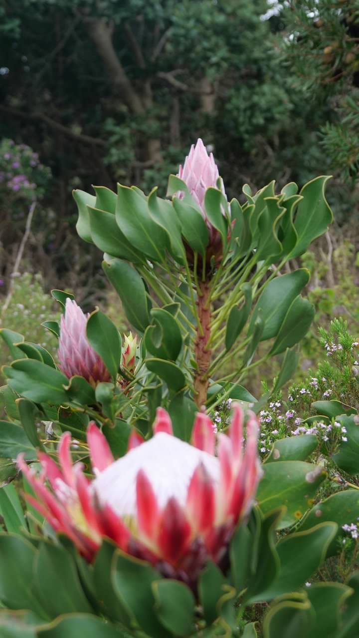 Kirstenbosch National Botanical Gardens