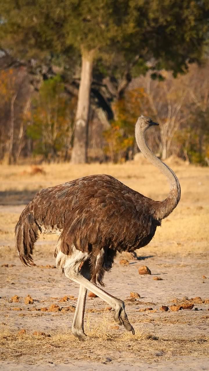 Ostrich