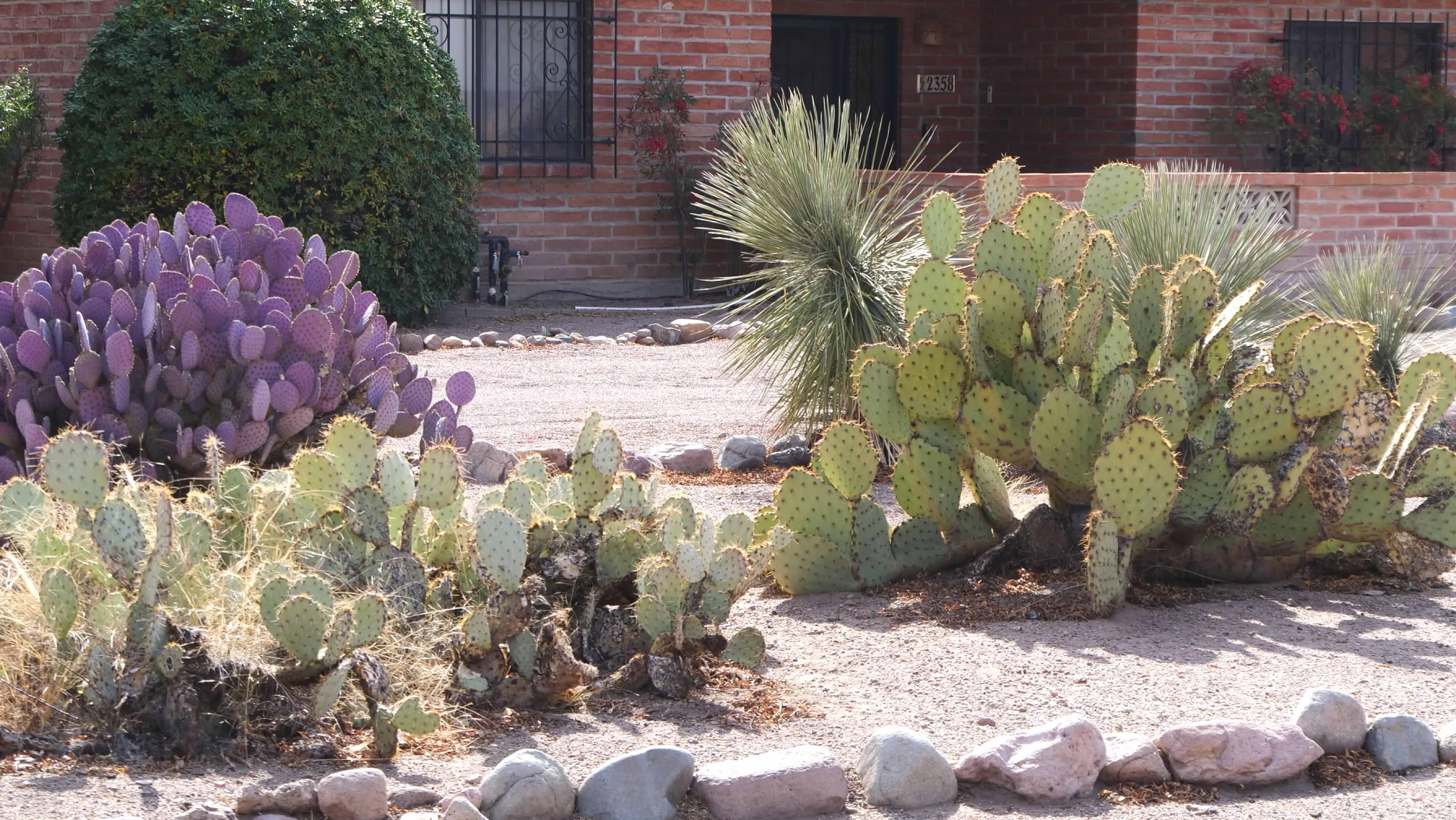 Prickly pears along our bike route