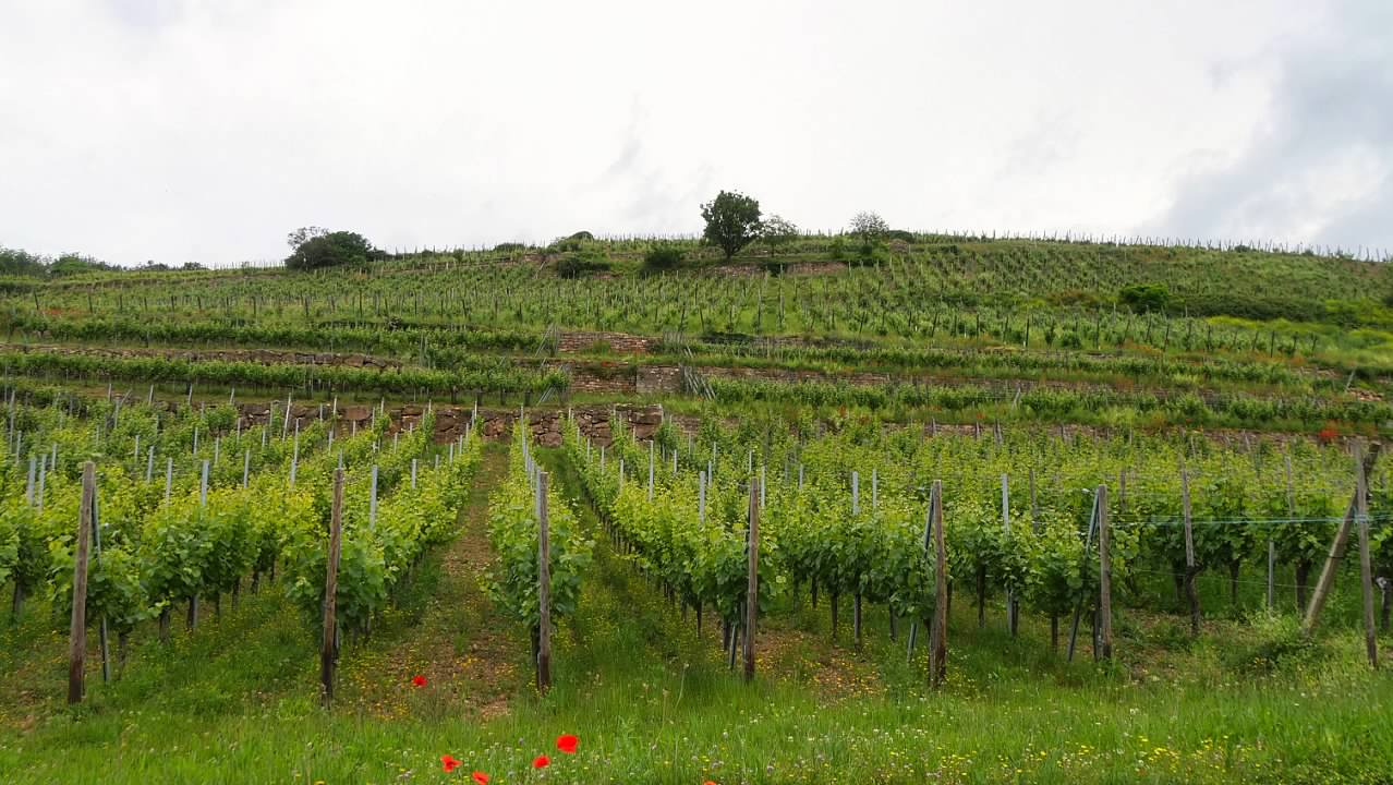 Vineyard