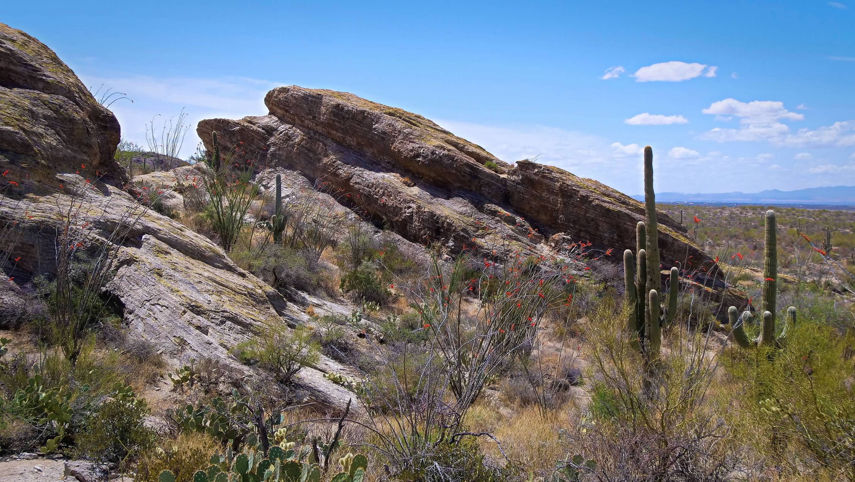 Saguaro on the rocks