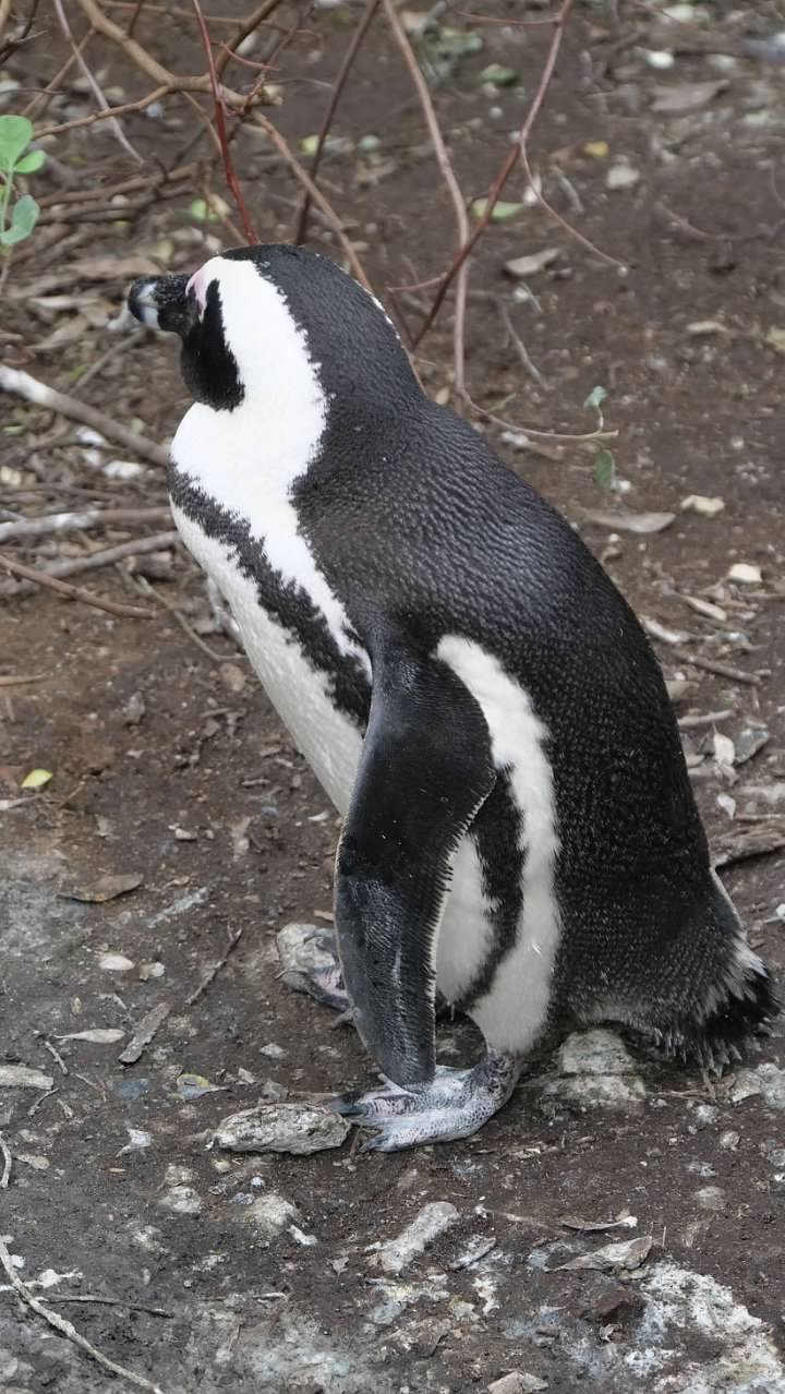 a close-up of a penguin