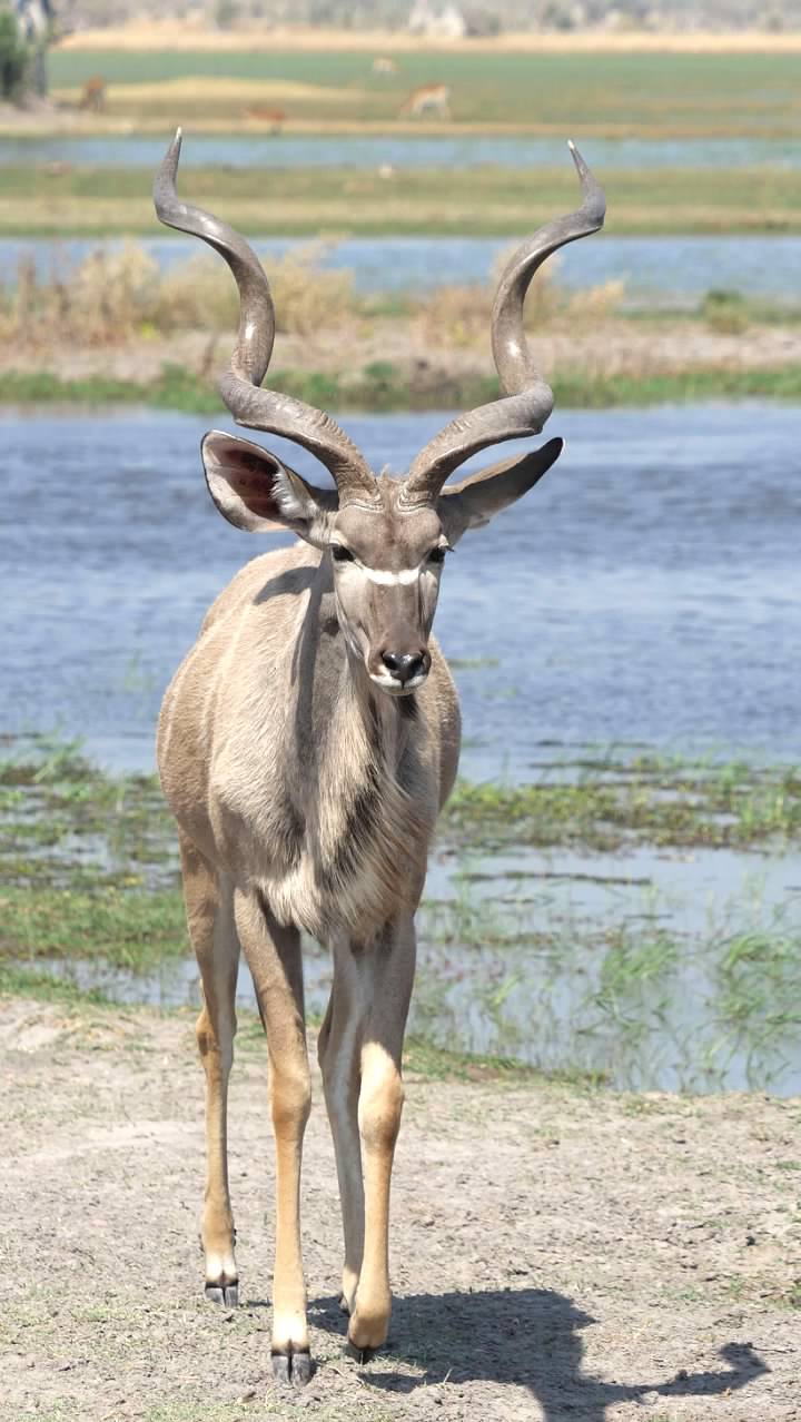 Male Kudu