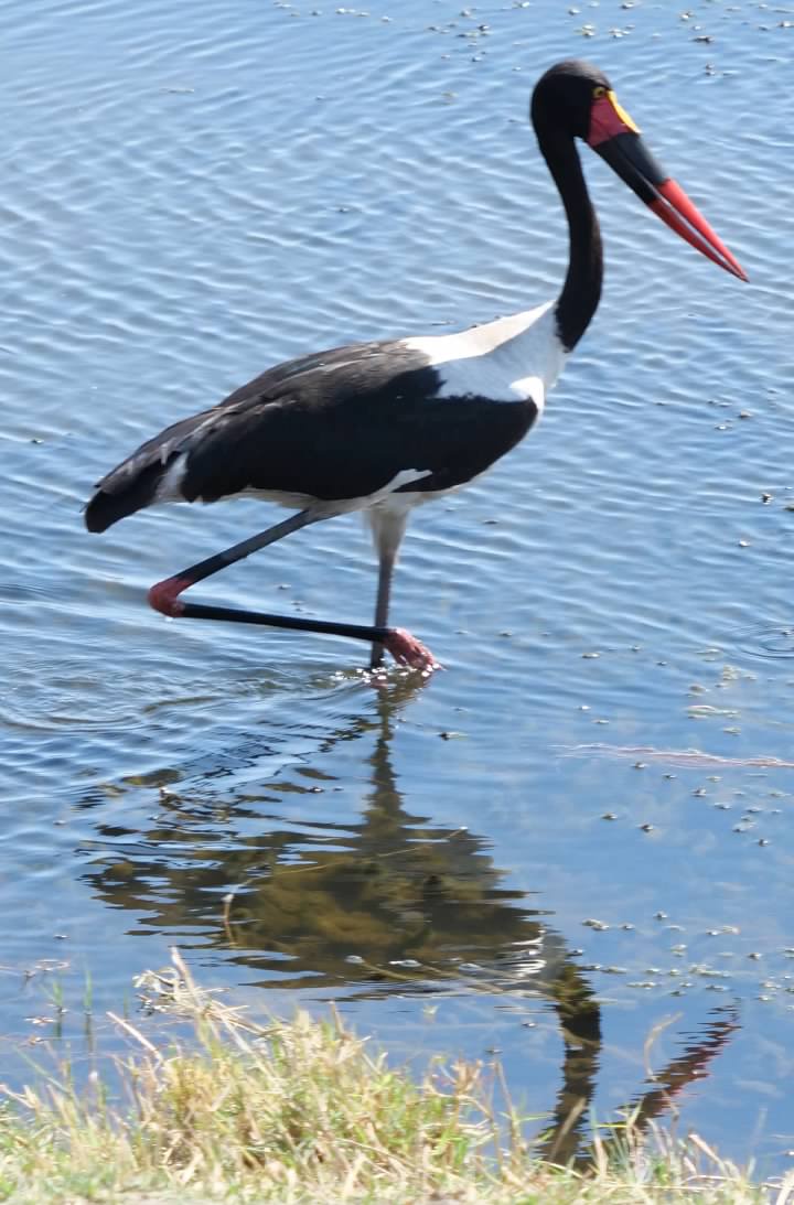 Saddle-billed Stork