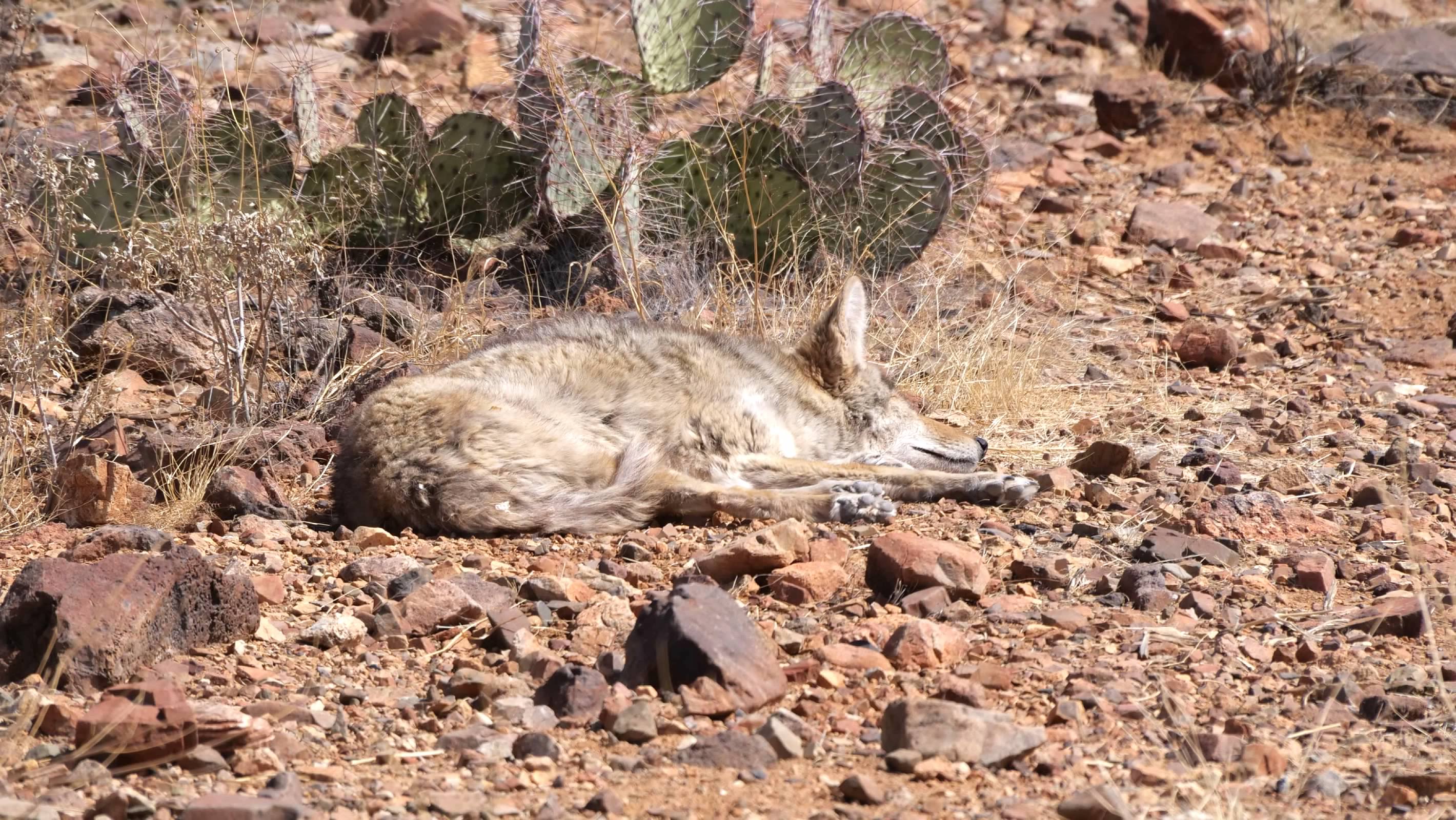 Sleepy coyote